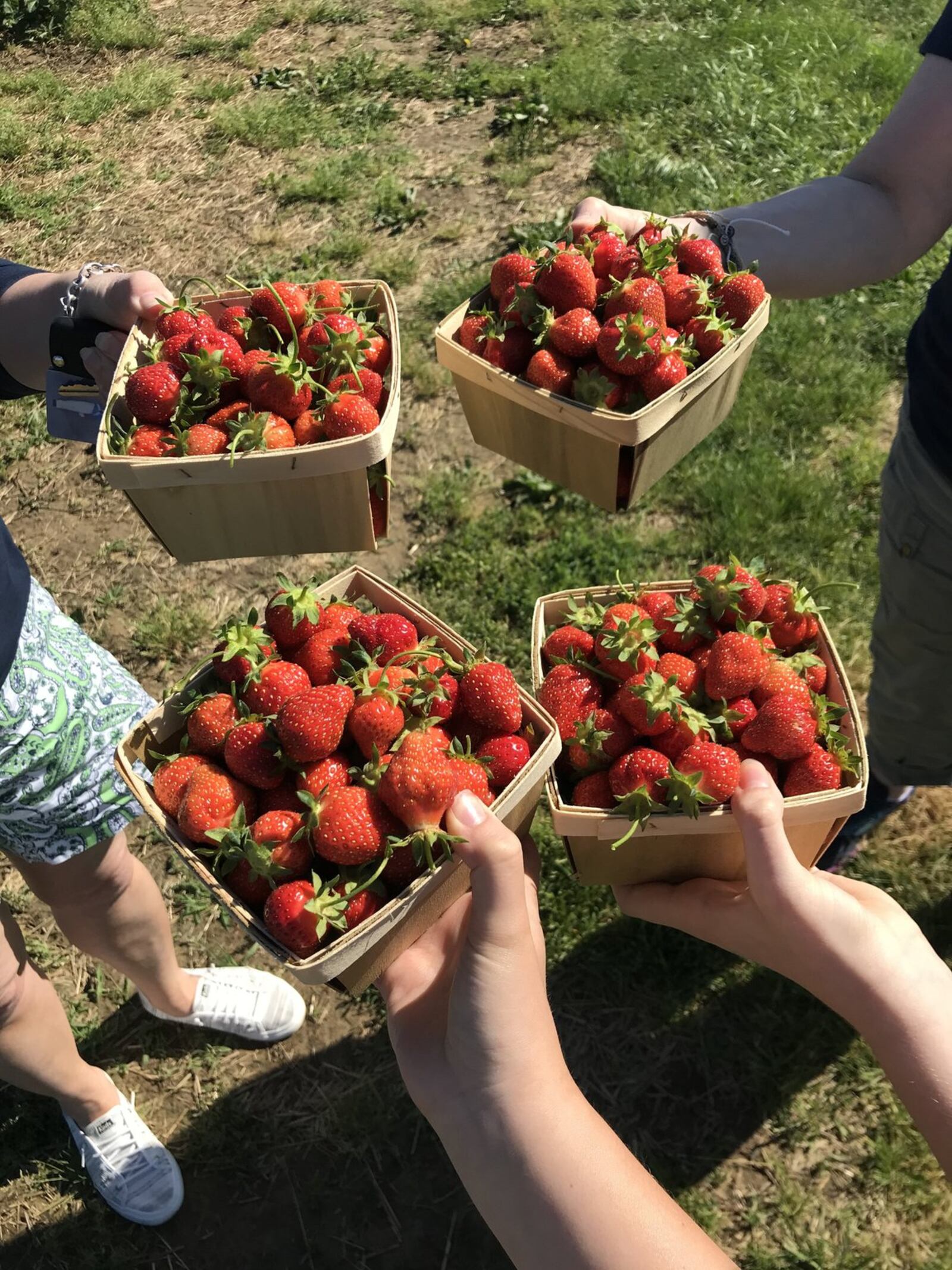 You can pick your own strawberries at Stokes Berry Farm in Wilmington. CONTRIBUTED/DEBBIE JUNIEWICZ