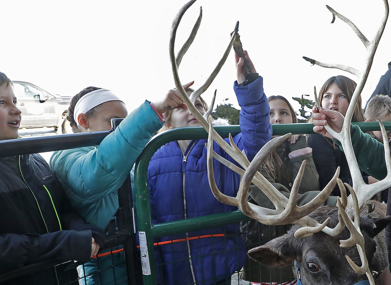 PHOTOS: Reindeers Visit South Vienna School