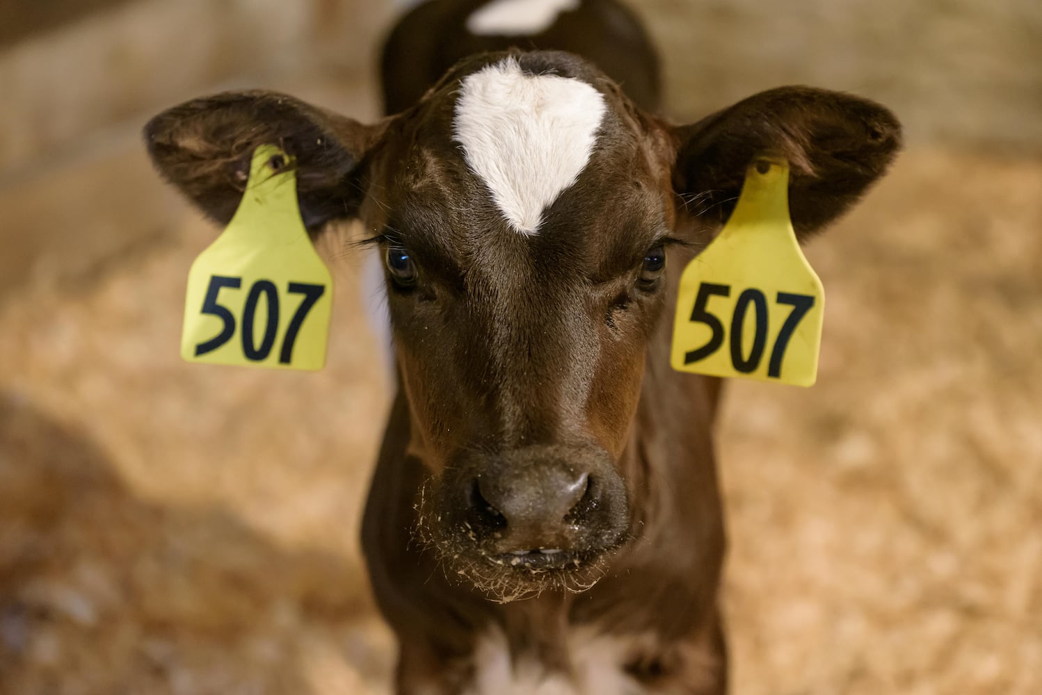 PHOTOS: 2024 Fall Farm Fest at Lost Creek Reserve in Troy