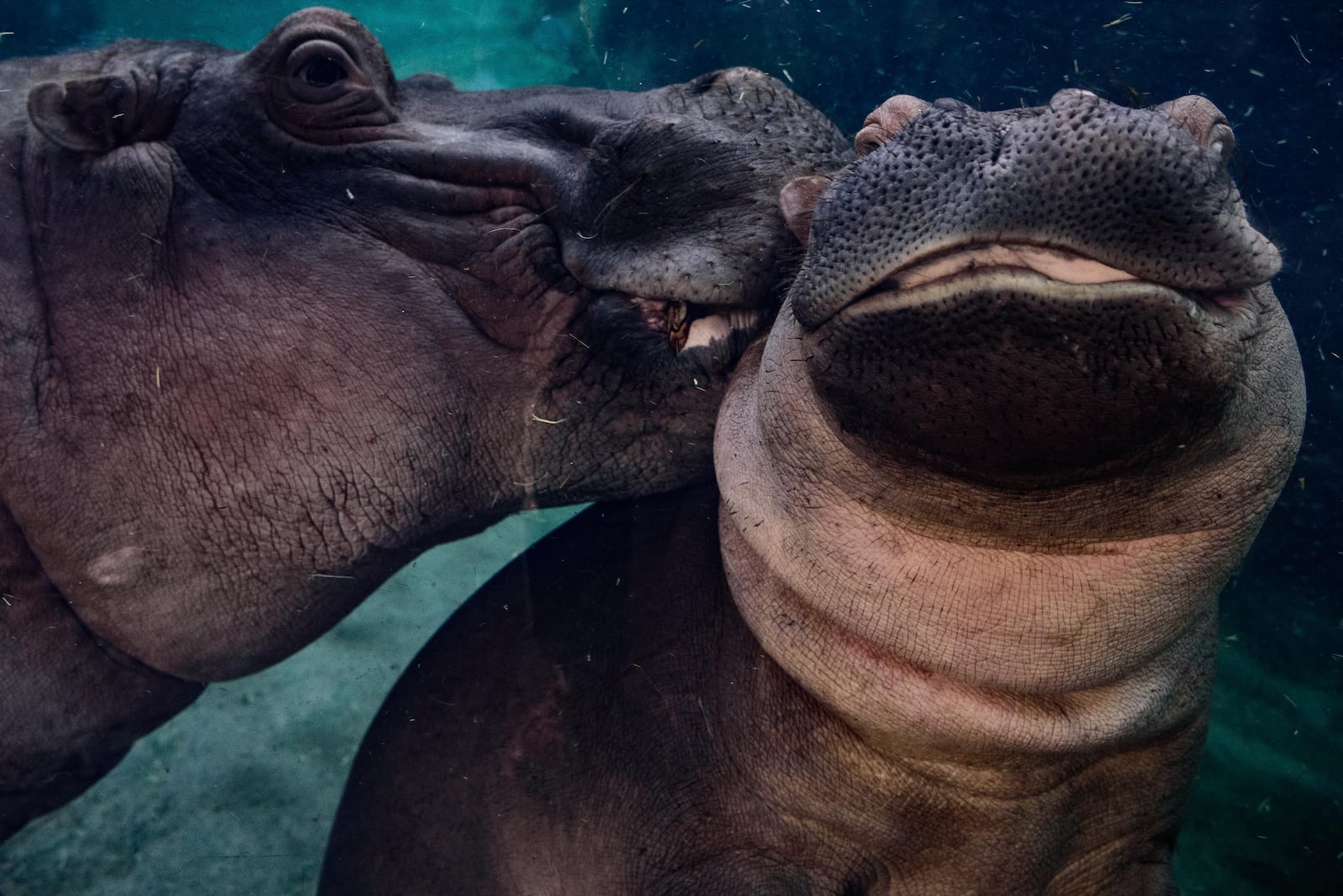 Bibi and daughter Fiona (pictured) are being joined at the Cincinnati Zoo & Botanical Garden by Tucker, a new male hippo. 2018 FILE PHOTO