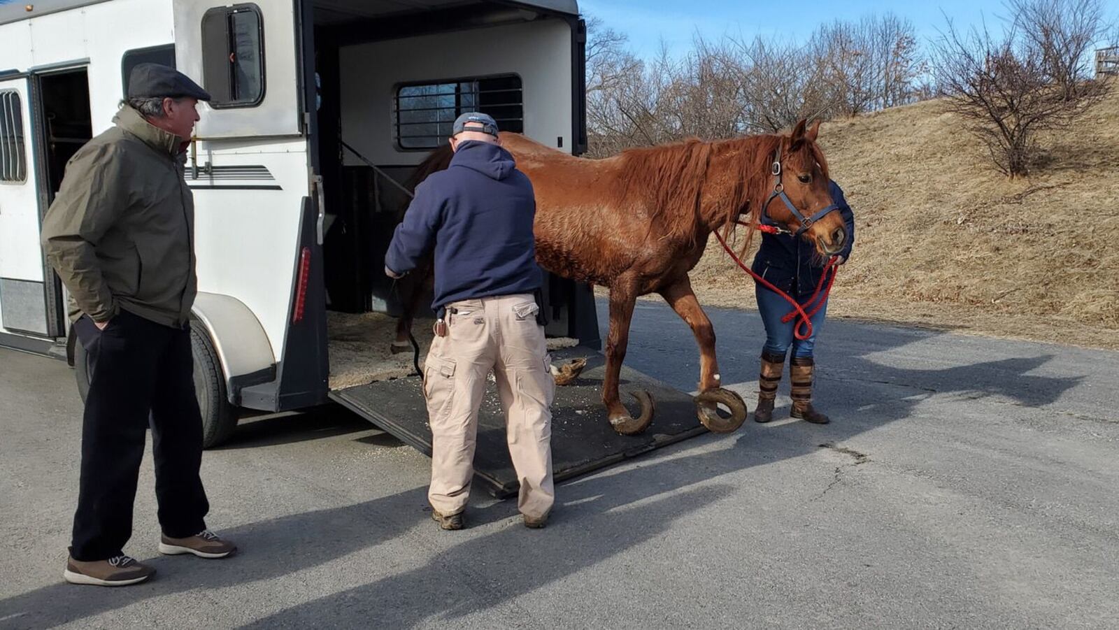 Shakira is walked off the trailer after arriving at Nevins Farm for rehabilitation. (MSPCA-Angell/MSPCA-Angell)