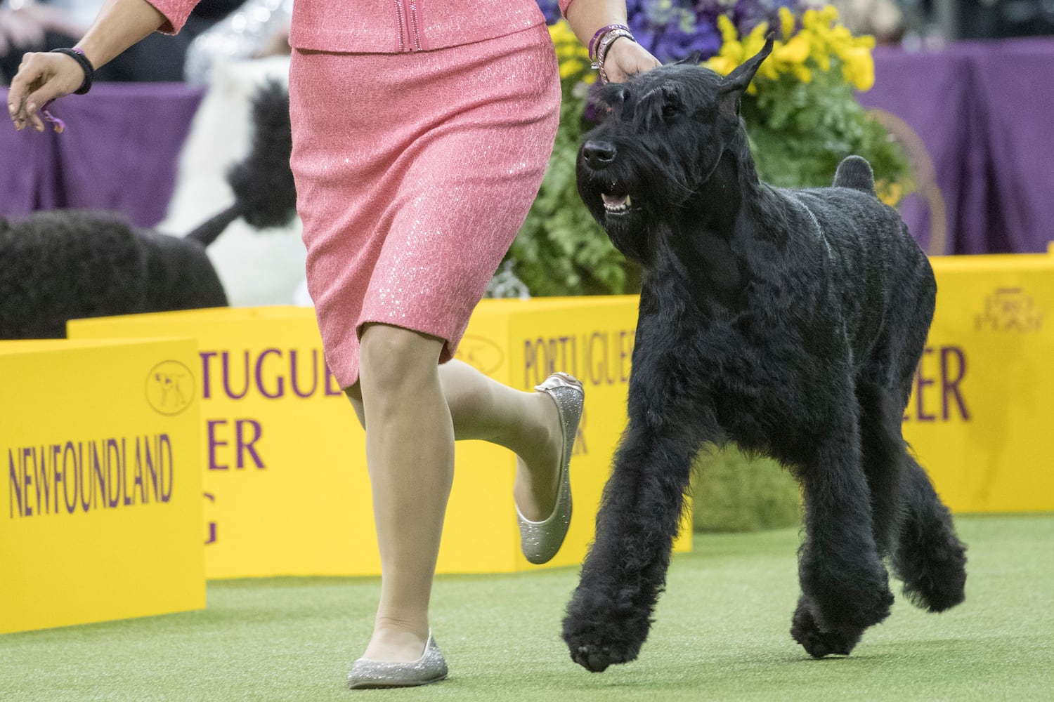 Photos: Westminster Dog Show 2018: Bichon frisé Flynn crowned best in show