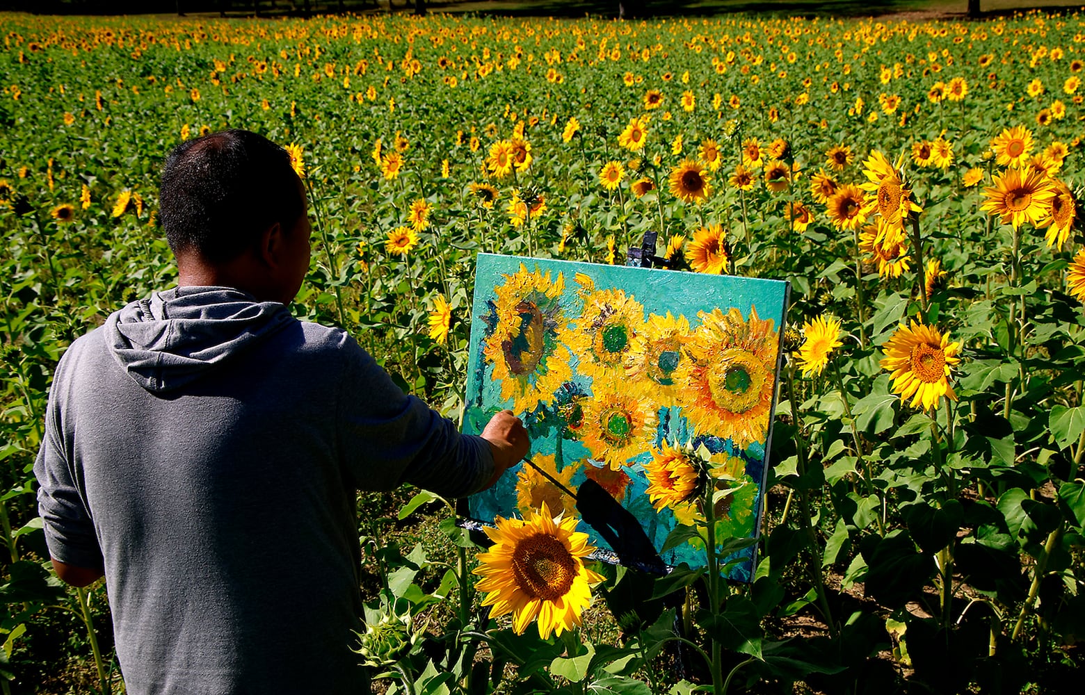 Sunflowers Field SNS