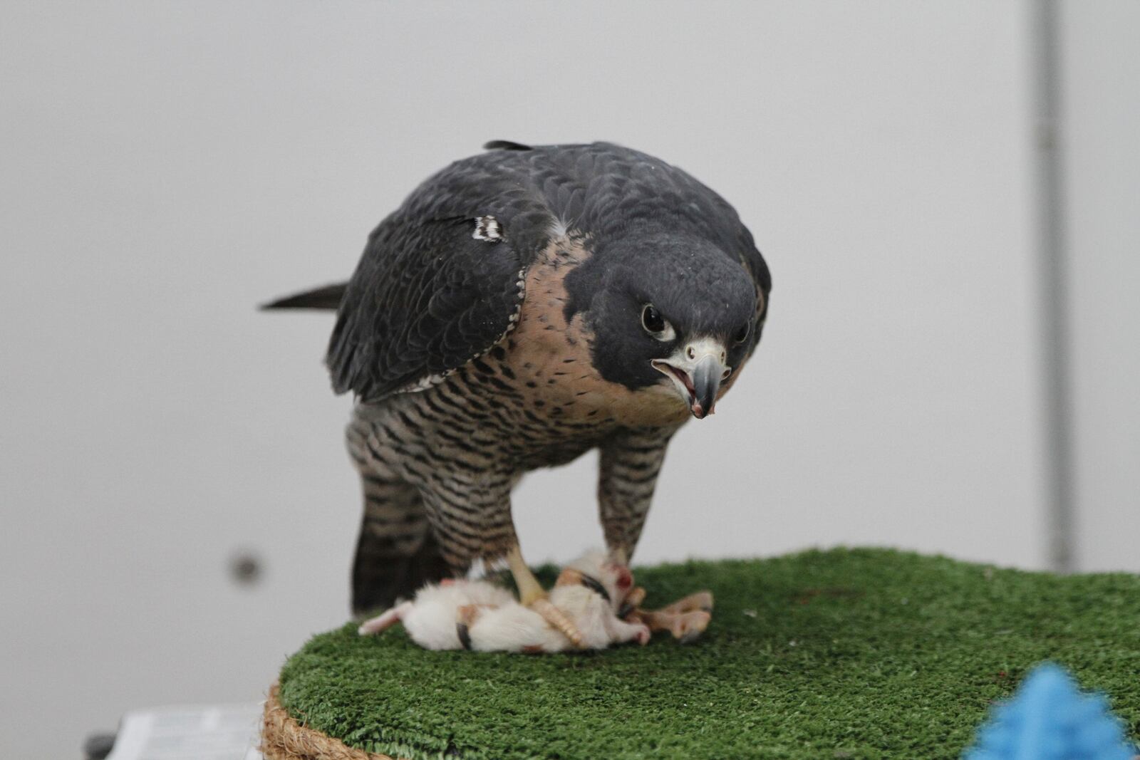 Breland, a peregrine falcon, eats a frozen rat at the Bird Treatment and Learning Center on Feb. 6, 2025, in Anchorage, Alaska. (AP Photo/Mark Thiessen)