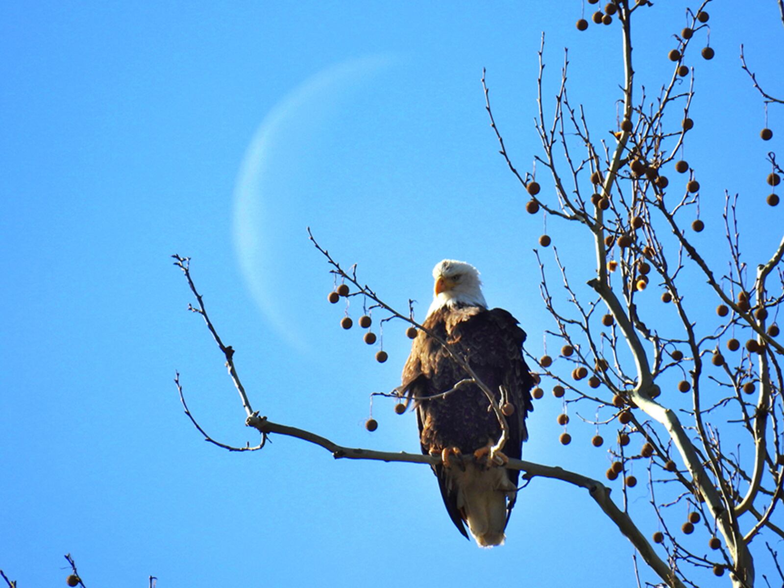 A sliver of the moon is seen behind the female bald eagle perched at Carillon Historical Park. PHOTO COURTESY OF JIM WELLER