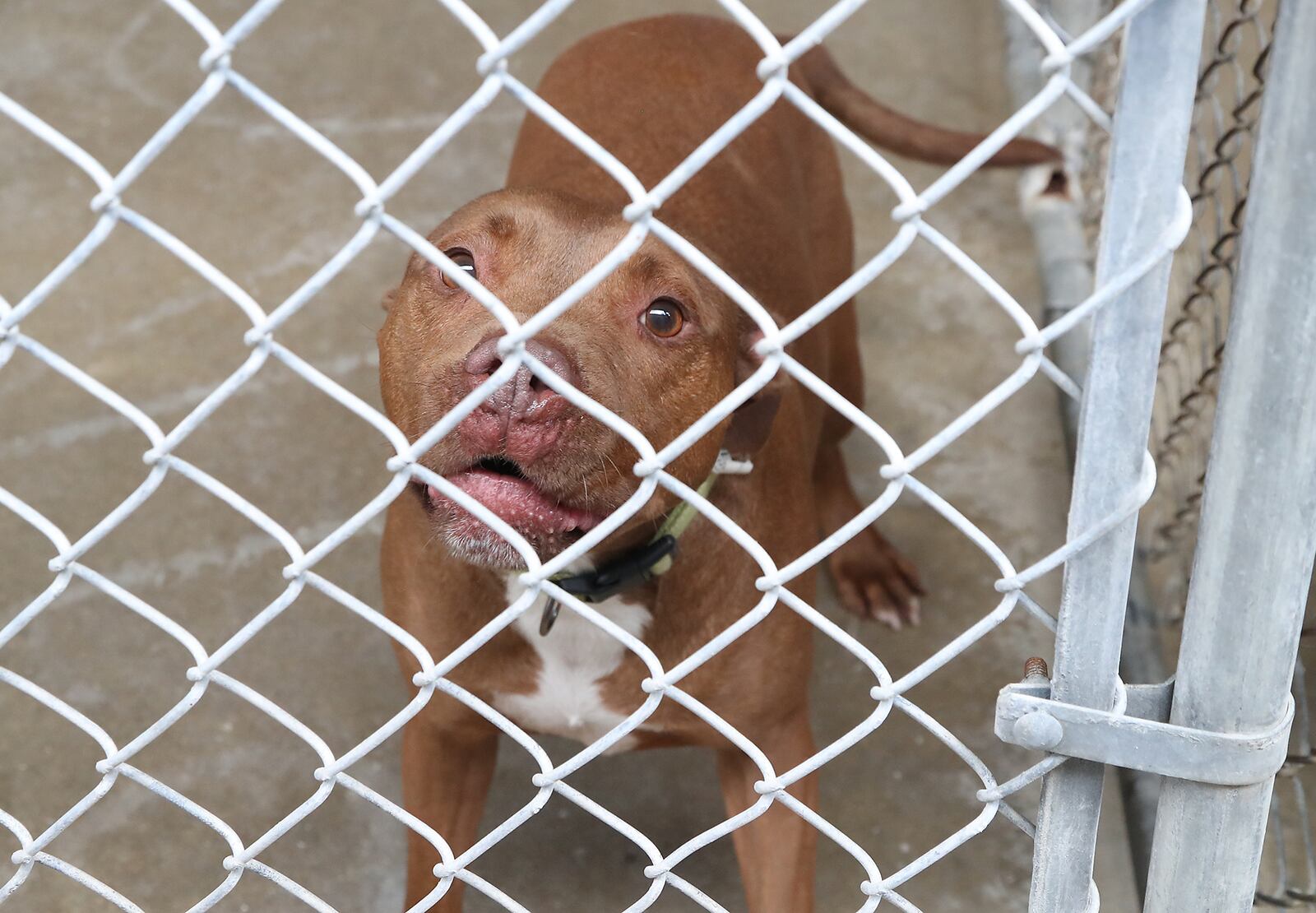 One of the dogs up for adoption at the Clark County Dog Shelter Thursday, July 14, 2022. BILL LACKEY/STAFF