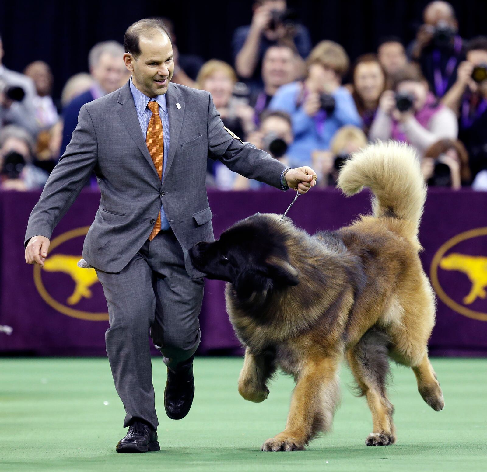 FILE — Dario, a Leonberger, tries to get at the treats in handler Sam Mammano's pocket during the working group competition, at the 140th Westminster Kennel Club dog show, at Madison Square Garden in New York, Feb. 16, 2016. (AP Photo/Seth Wenig, File)