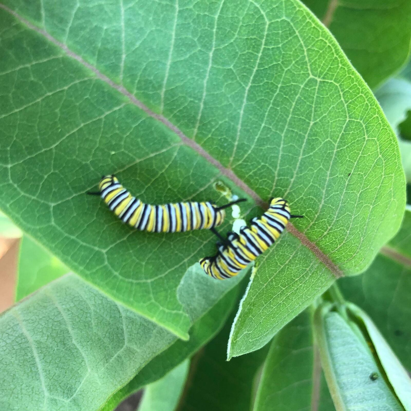 A crop of butterflies will hatch in Aullwood Audubon’s new Monarch House. It is filled with nectar flowers and a dozen types of milkweed plants – native and exotic species – and is home to 35 caterpillars.  CONTRIBUTED PHOTO / AULLWOOD AUDUBON