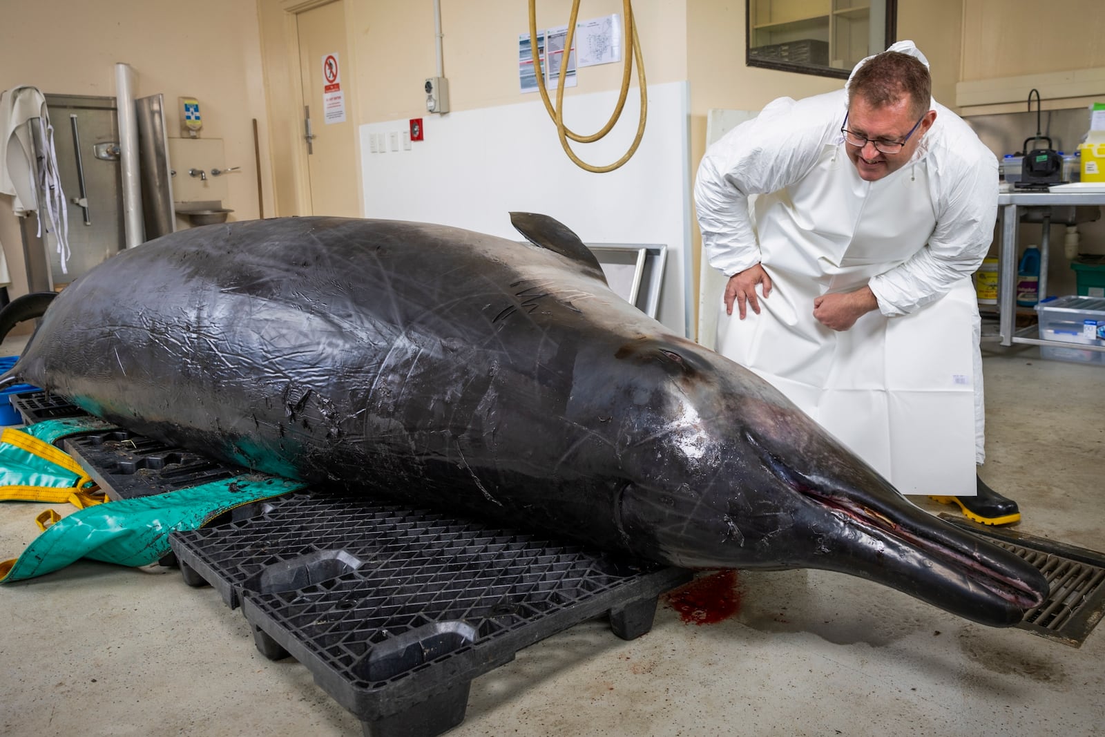 Beaked whale expert Anton van Helden inspects a male spade-toothed whale ahead of a dissection at Invermay Agricultural Centre, Mosgiel, near Dunedin, New Zealand, Monday, Dec. 2, 2024 (AP Photo/Derek Morrison)