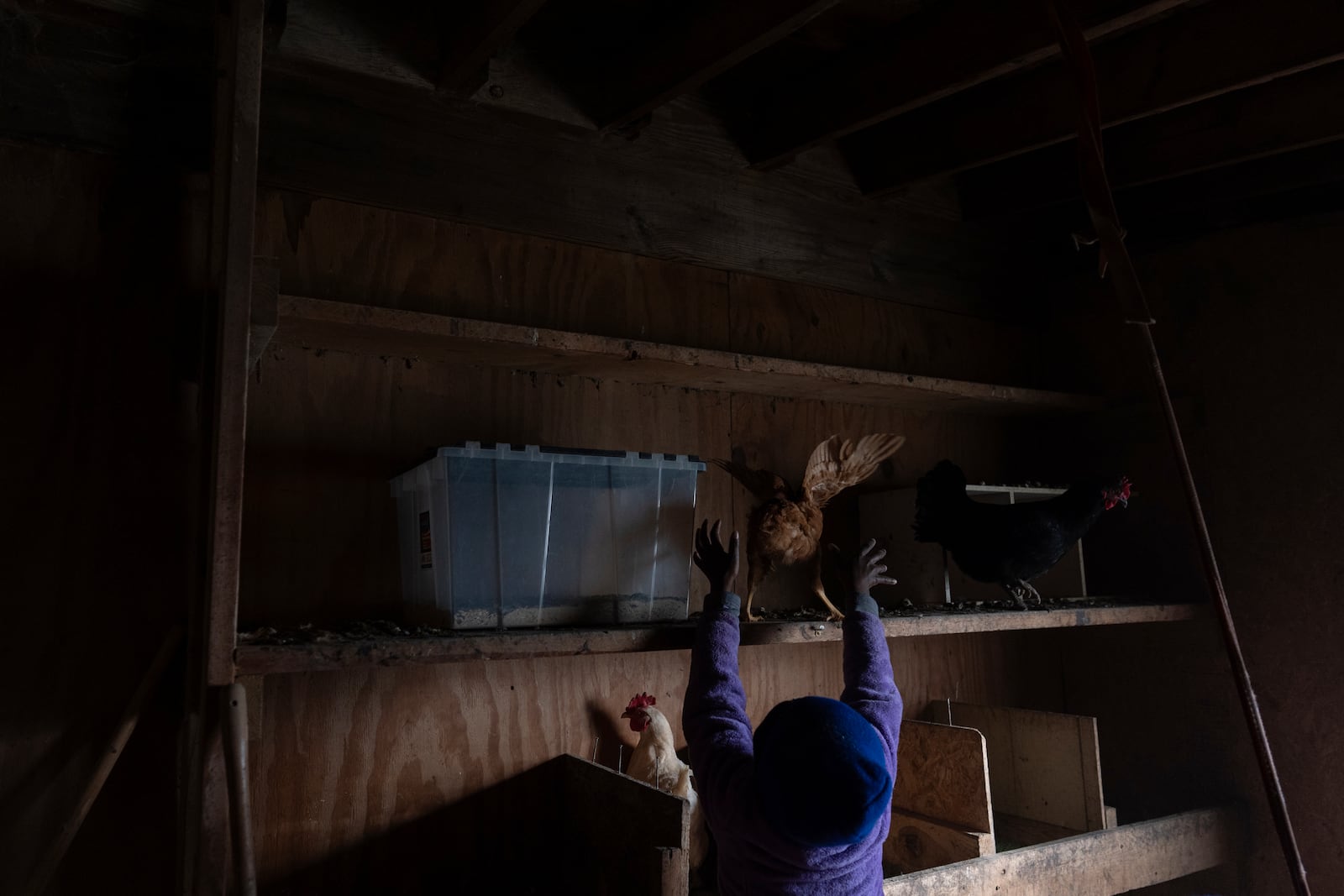 Gianna Young, 7, reaches for a chicken on a high shelf of the hen house as she does farm chores before homeschooling, Tuesday, Nov. 12, 2024, in Sunbury, Ohio. (AP Photo/Carolyn Kaster)