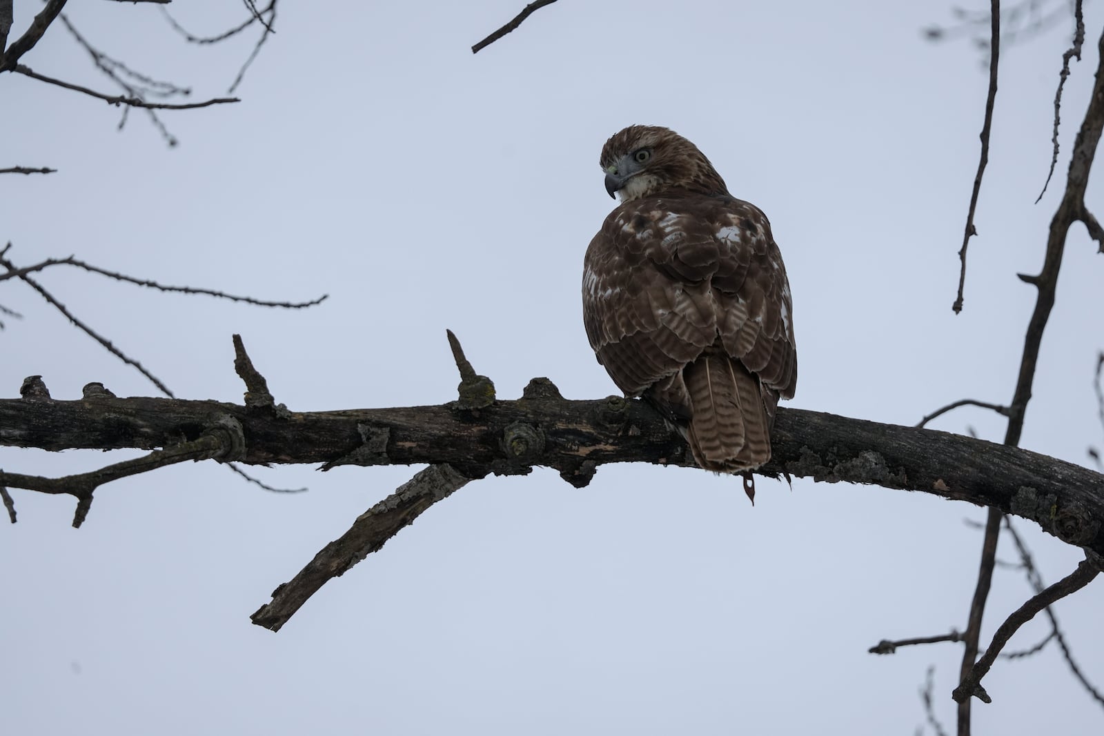 Alexie Echo-Hawk, a red-tailed hawk, perches in a tree while hunting with Stephanie Stevens, Friday, Feb. 14, 2025, in Greenleaf, Wis. (AP Photo/Joshua A. Bickel)