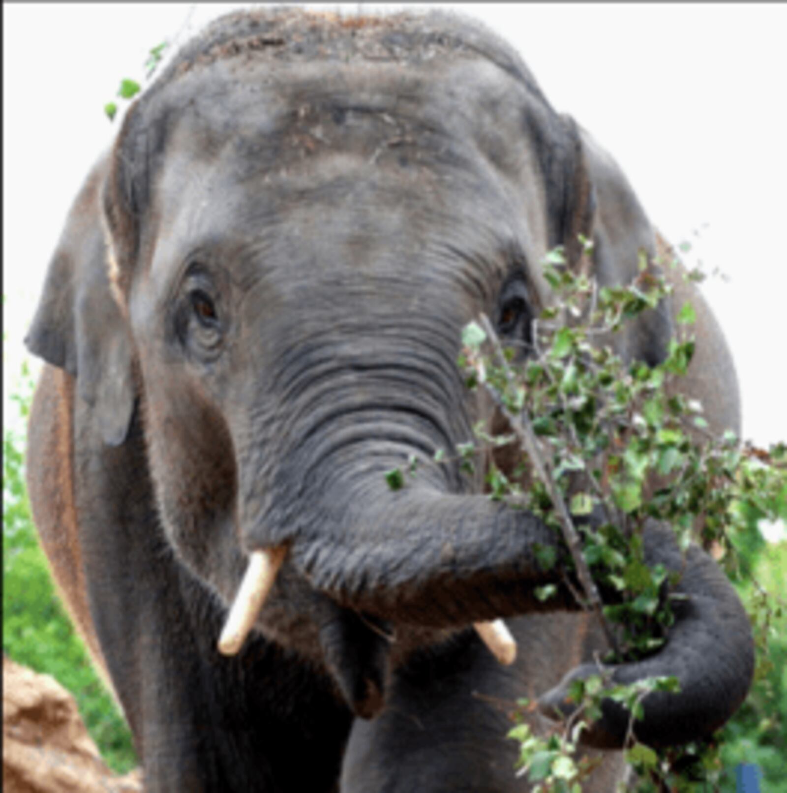 A 5-year-old Asian elephant named Sanjay who is a new arrival at the Cincinnati Zoo & Botanical Garden as of Nov. 5, 2023.

Photo Credit: Cincinnati Zoo & Botanical Garden website.