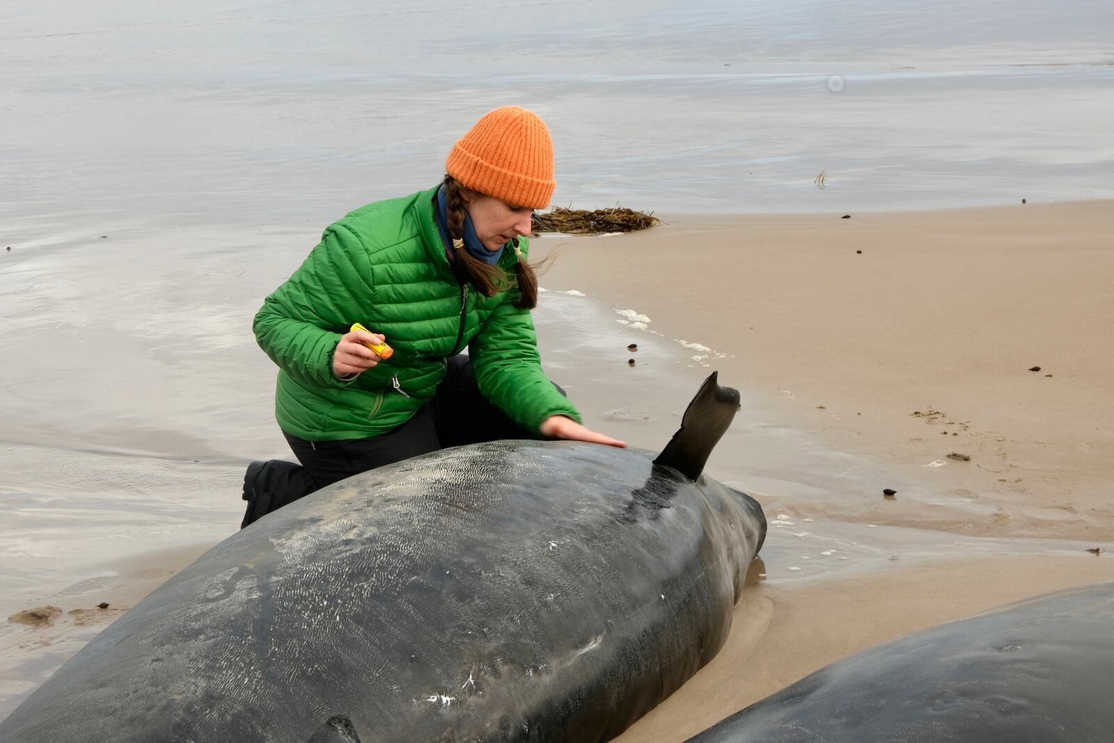 In this photo provided by the Department of Natural Resources and Environment Tasmania, a woman inspects a whale after more than 150 false killer whales have become stranded, Wednesday, Feb. 19, 2025, on a remote beach on near Arthur River in Australia's island state of Tasmania. (NRE via AP)