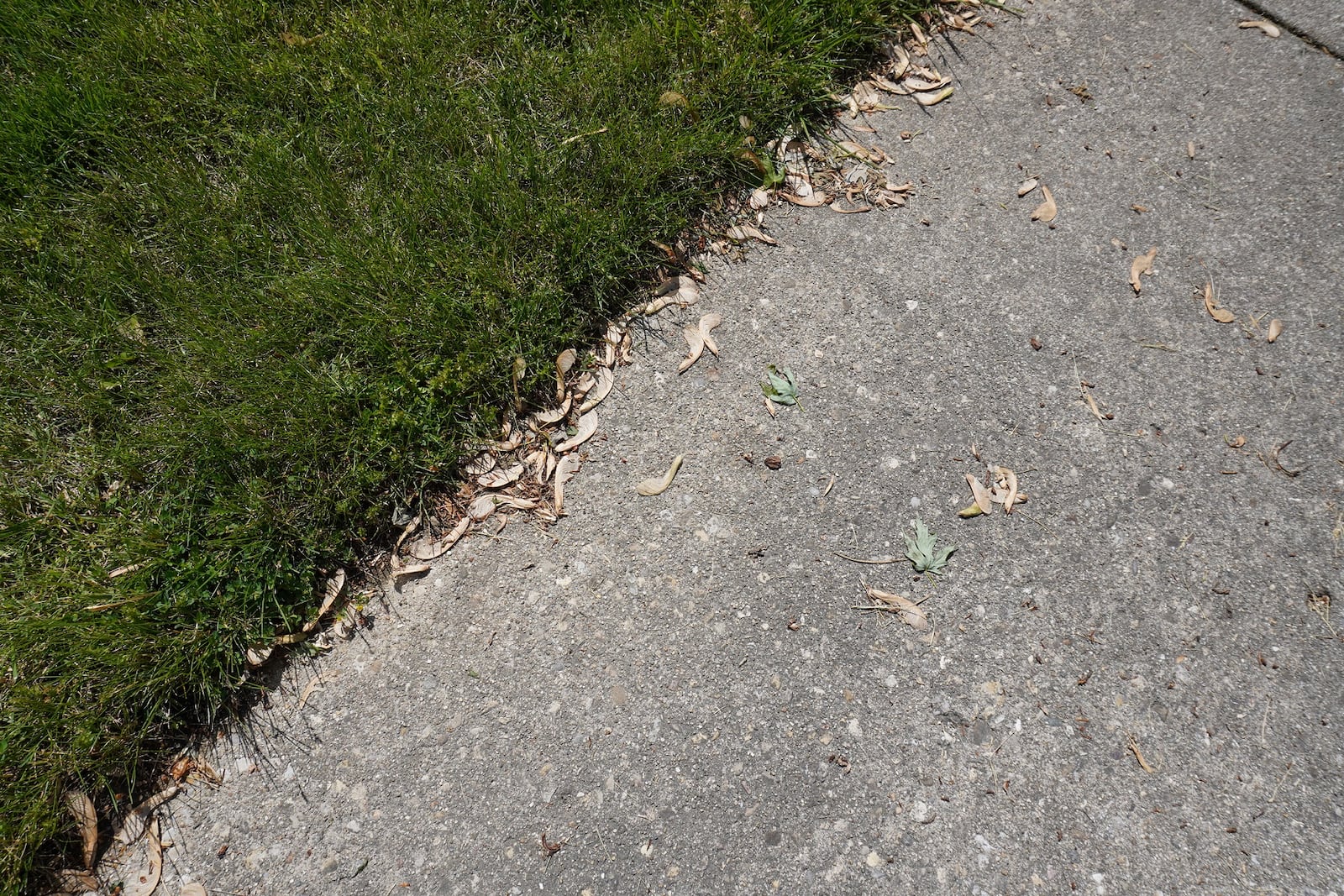 Maple fruits laying in the gutters and gardens may eventually germinate this season. CONTRIBUTED/PAMELA BENNETT