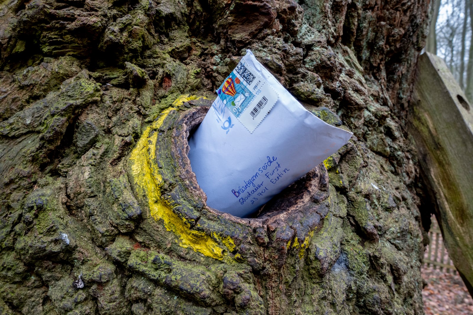 A letter posted in a hole in the Bridegroom's Oak which has a famous knothole that has been used as a mailbox since 1892, in Dodau forest, near Eutin, northern Germany, Saturday, March 1, 2025. (AP Photo/Michael Probst)