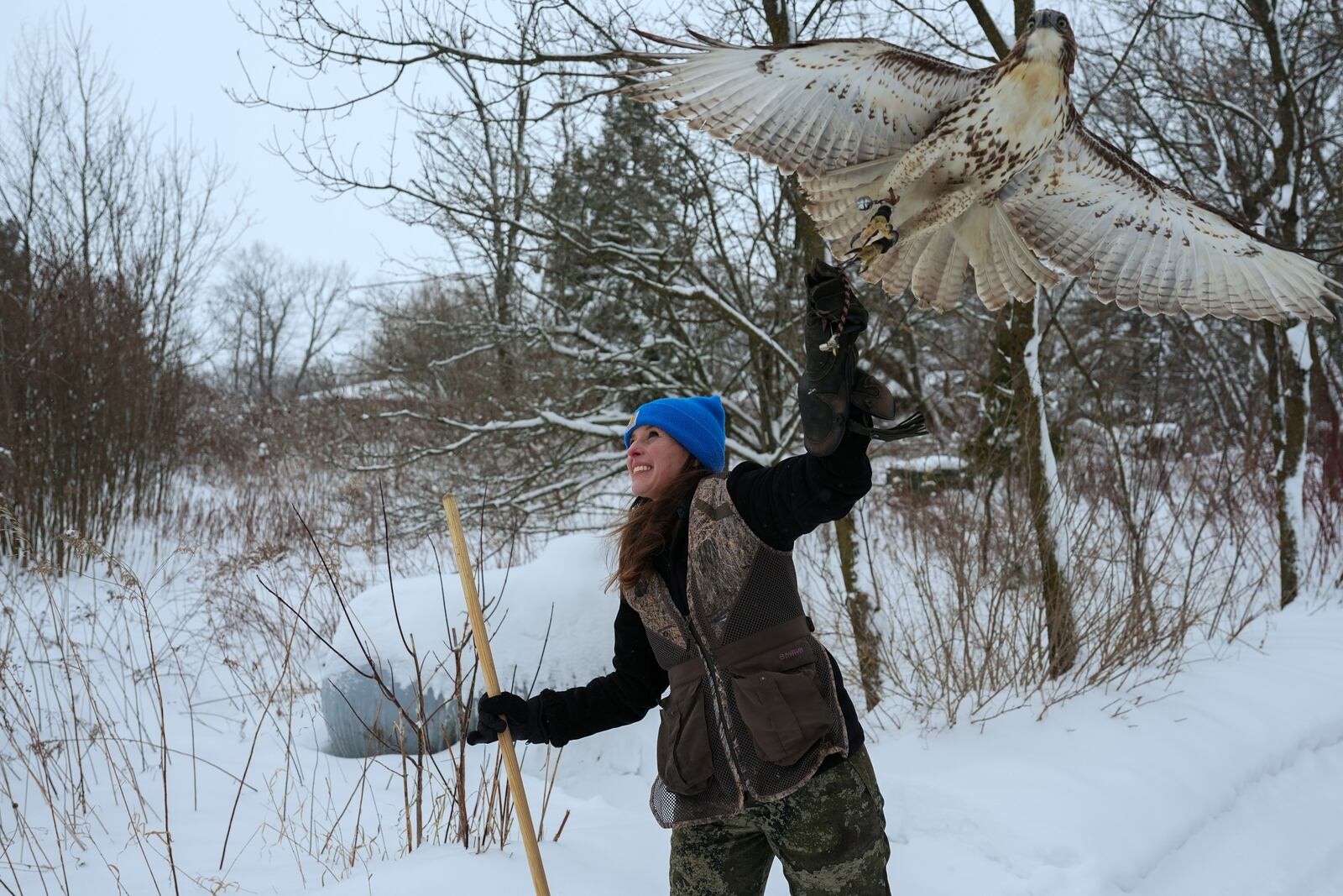 Stephanie Stevens lets her hawk Alexie Echo-Hawk fly while hunting for small game on Sunday, Feb. 16, 2025, in Green Bay, Wis. (AP Photo/Joshua A. Bickel)