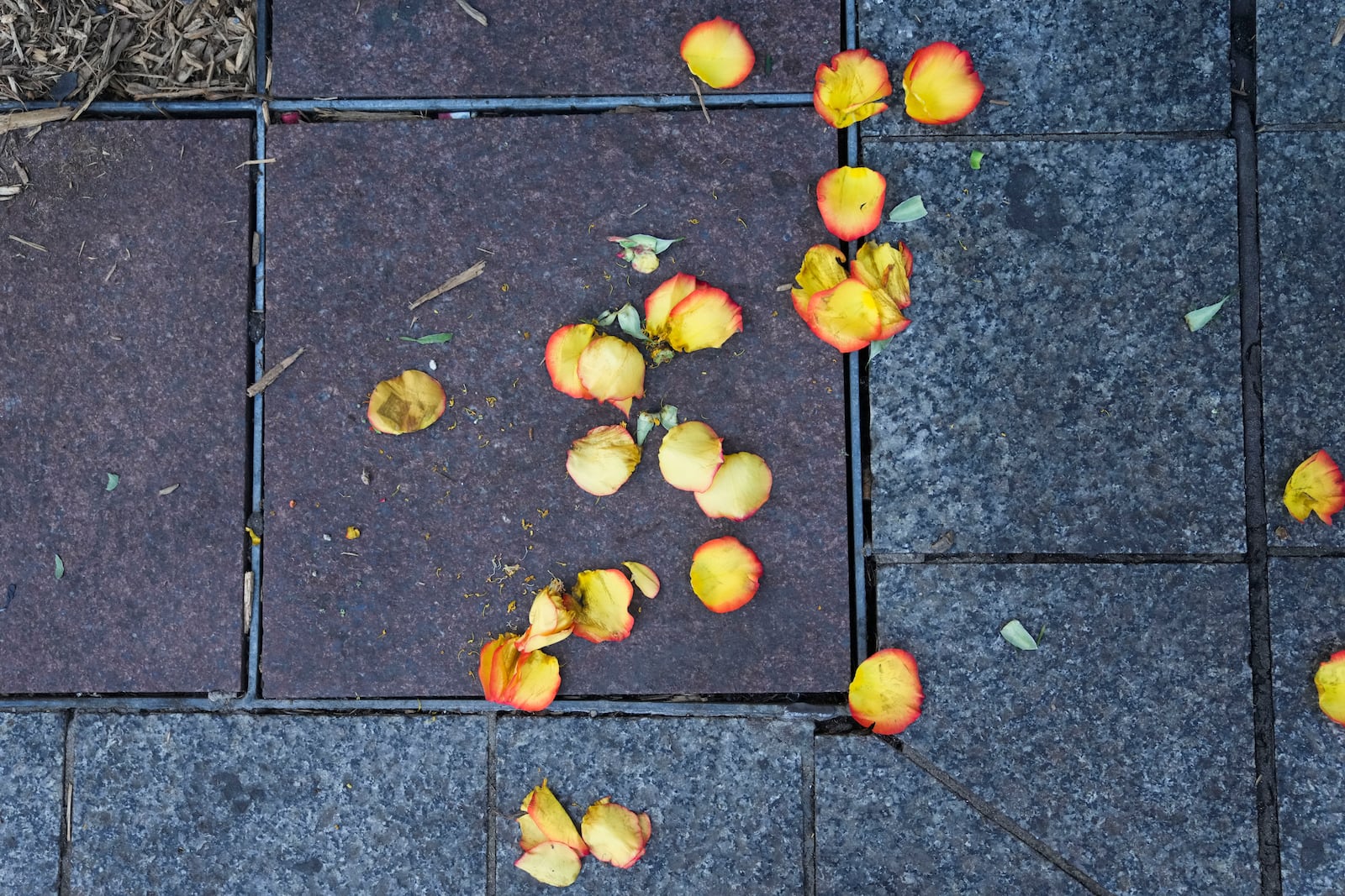 Flower pedals lie on the sidewalk at memorial on Canal Street for the victims of a deadly truck attack on New Year's Day in New Orleans, Friday, Jan. 3, 2025. (AP Photo/Gerald Herbert)