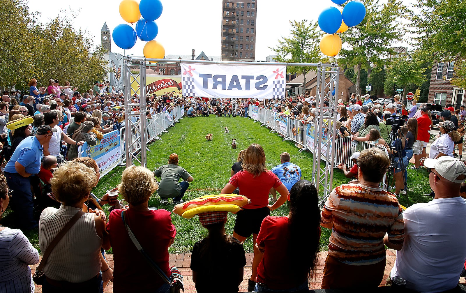 Hundreds of race fans gather around the track to watch the 2023 Champion City Wiener Dog Races, one of the highlights of MustardFEST, at National Road Commons park in downtown Springfield Saturday, Sept. 16, 2023. This year's races featured 45 dachshunds competing for the coveted title of Fastest Wiener in Springfield. 