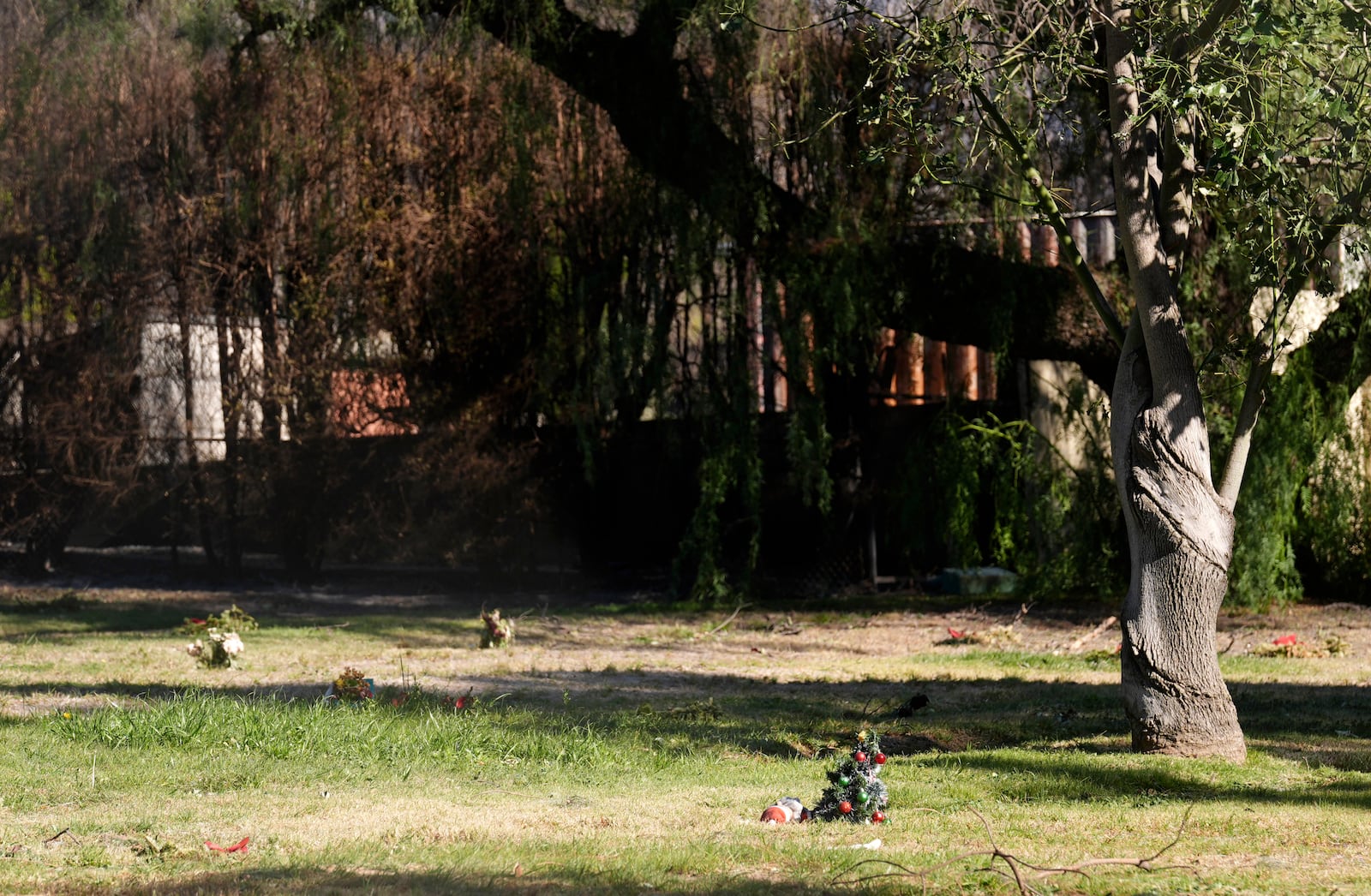 Christmas decorations lie on a gravesite underneath a burned tree at Mountain View Cemetery, Tuesday, Jan. 14, 2025, in Altadena, Calif. (AP Photo/Chris Pizzello)