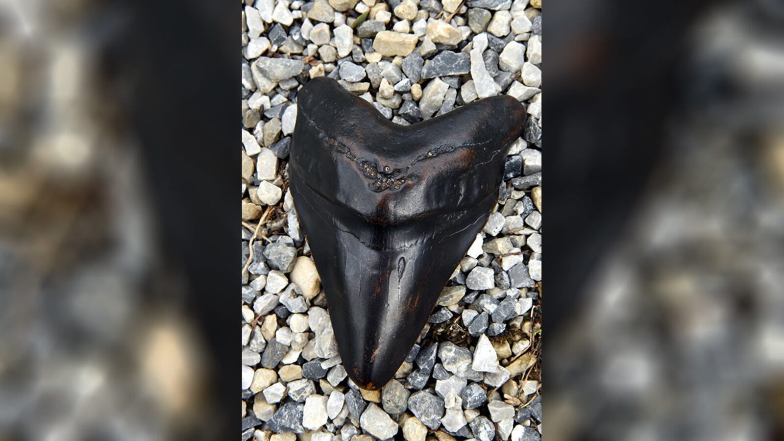 This Aug. 21, 2015, file photo shows a giant tooth believed to be that of a megalodon shark.