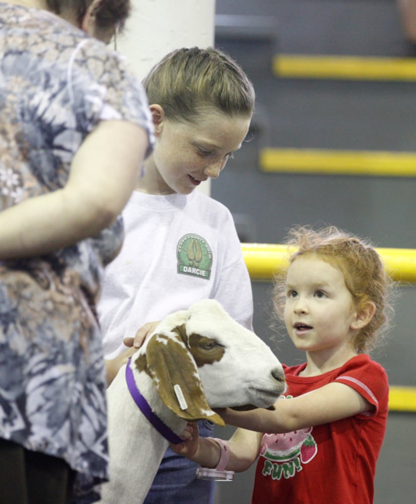 Pee Wee Goat Showmanship - Clark County Fair