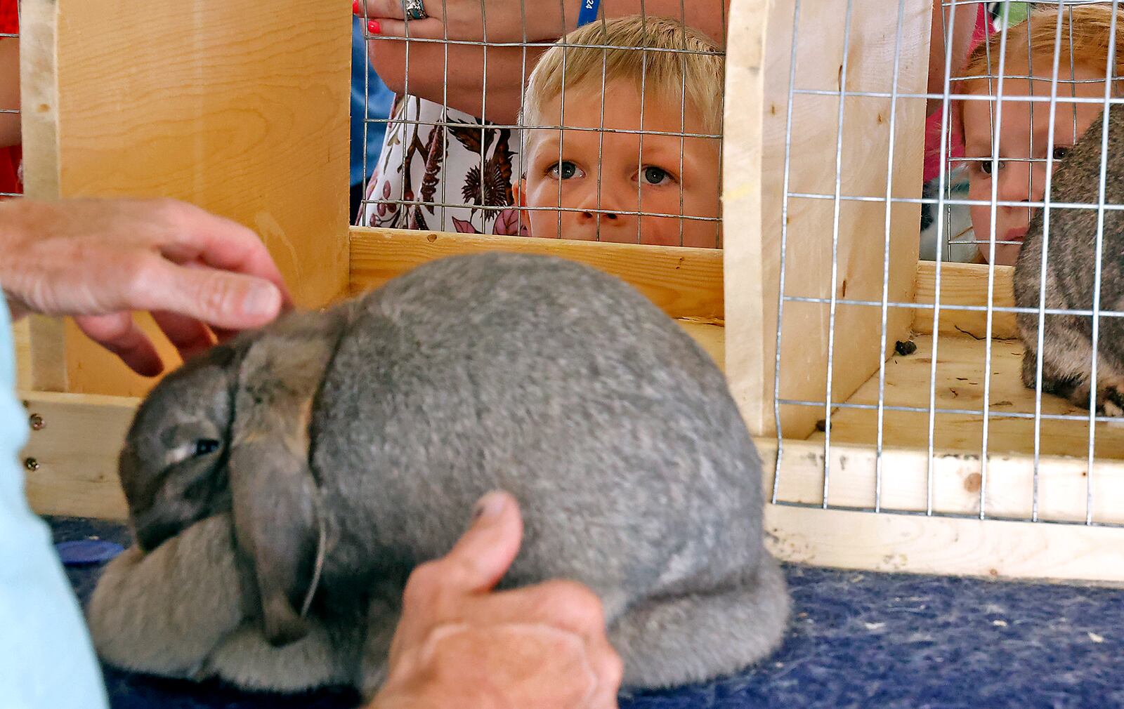 Anderson Pitstick and Emeri Box watch the judge look over Anderson's rabbit Sunday, July 23, 2023 during the Open Class Rabbit Show at the Clark County Fair. BILL LACKEY/STAFF