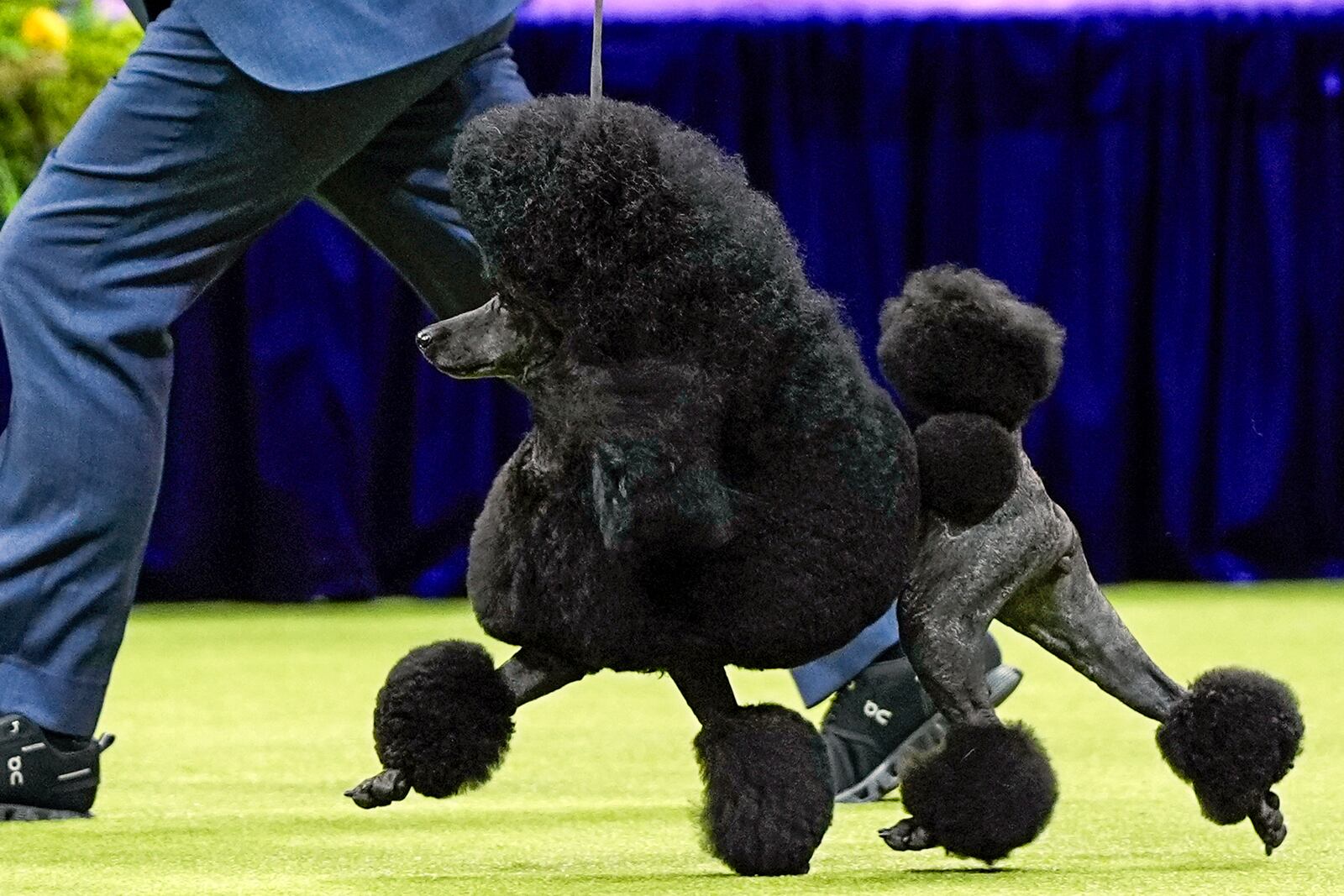 FILE— Sage, a miniature poodle, wins the best in show competition during the 148th Westminster Kennel Club Dog show, May 14, 2024, at the USTA Billie Jean King National Tennis Center in New York. (AP Photo/Julia Nikhinson, File)