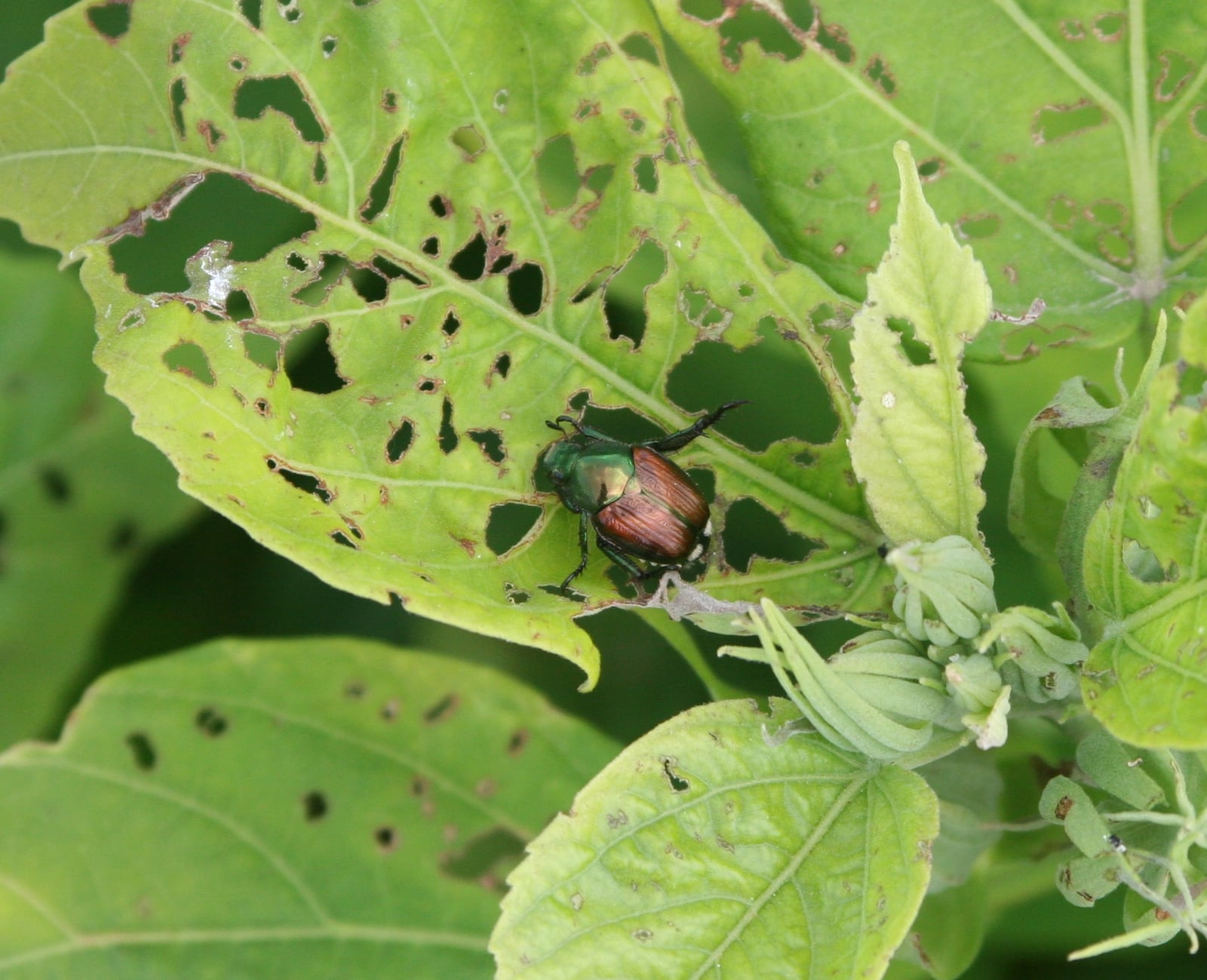 Japanese beetle adult