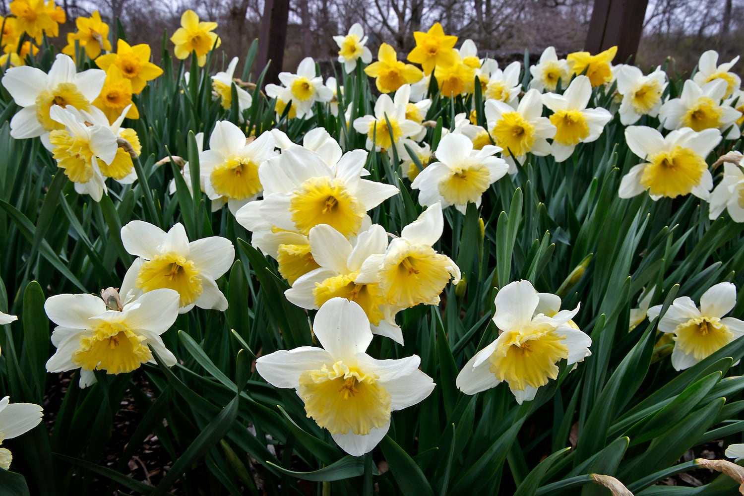 Spring Flowers SNS