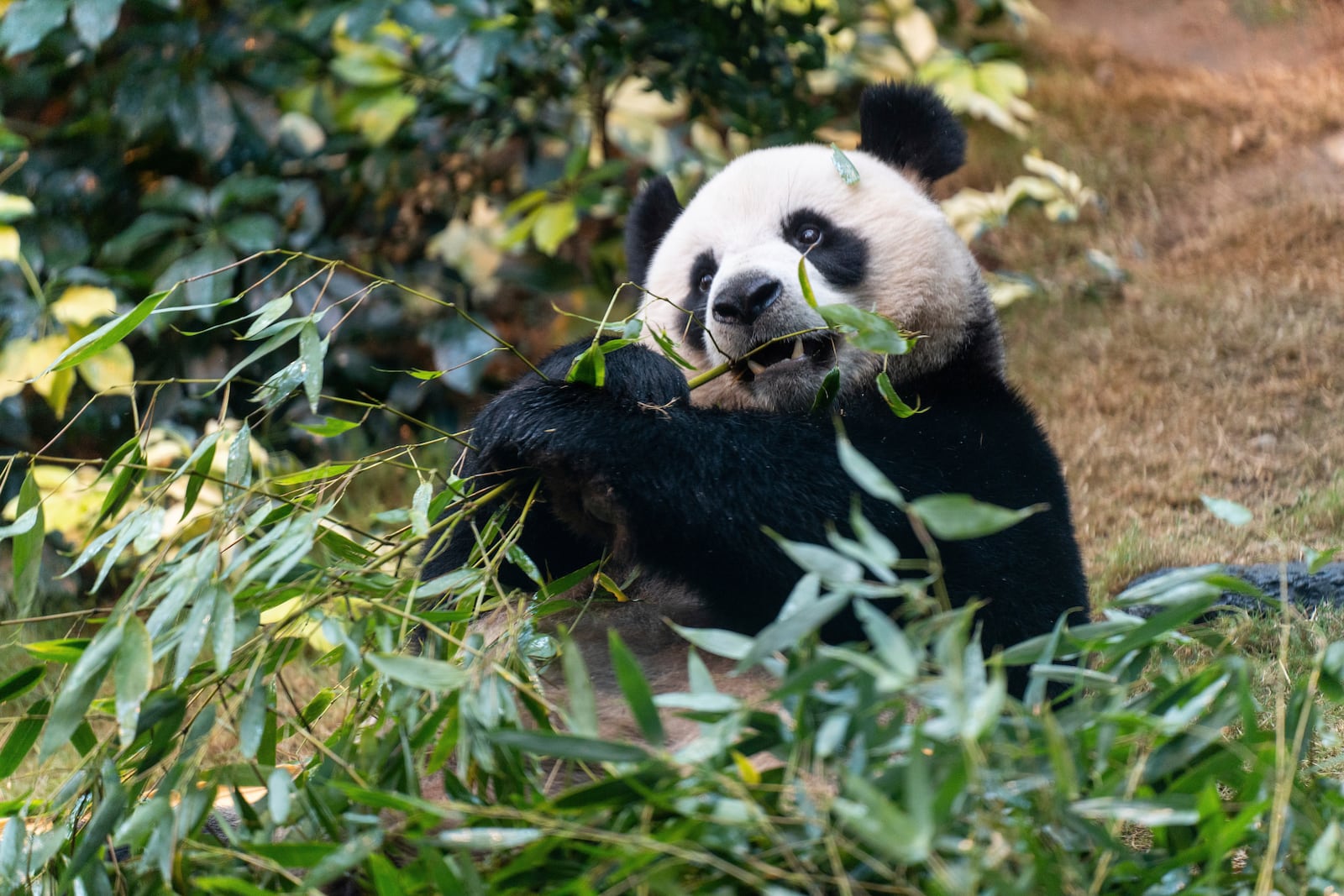 The Beijing-gifted giant panda An An makes his debut appearance to media in Ocean Park during a preview event in Hong Kong, Monday, Dec. 2, 2024. (AP Photo/Chan Long Hei)