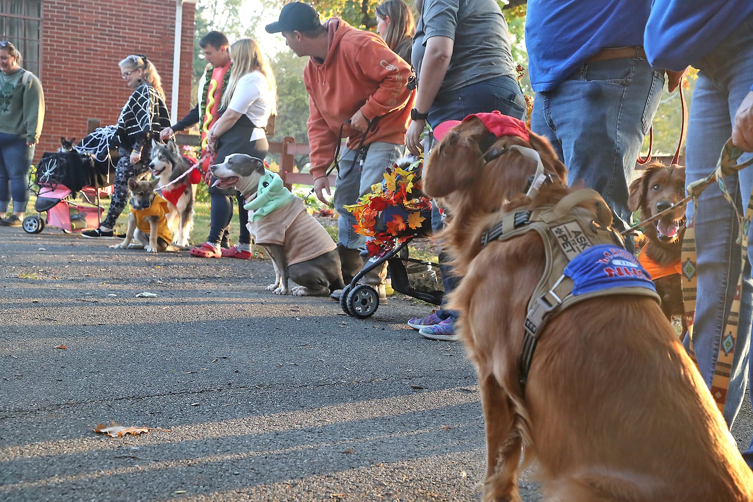 Yappy Howl-o-ween SNS