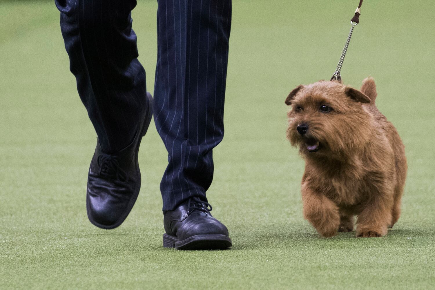 Photos: Westminster Dog Show 2018: Bichon frisé Flynn crowned best in show