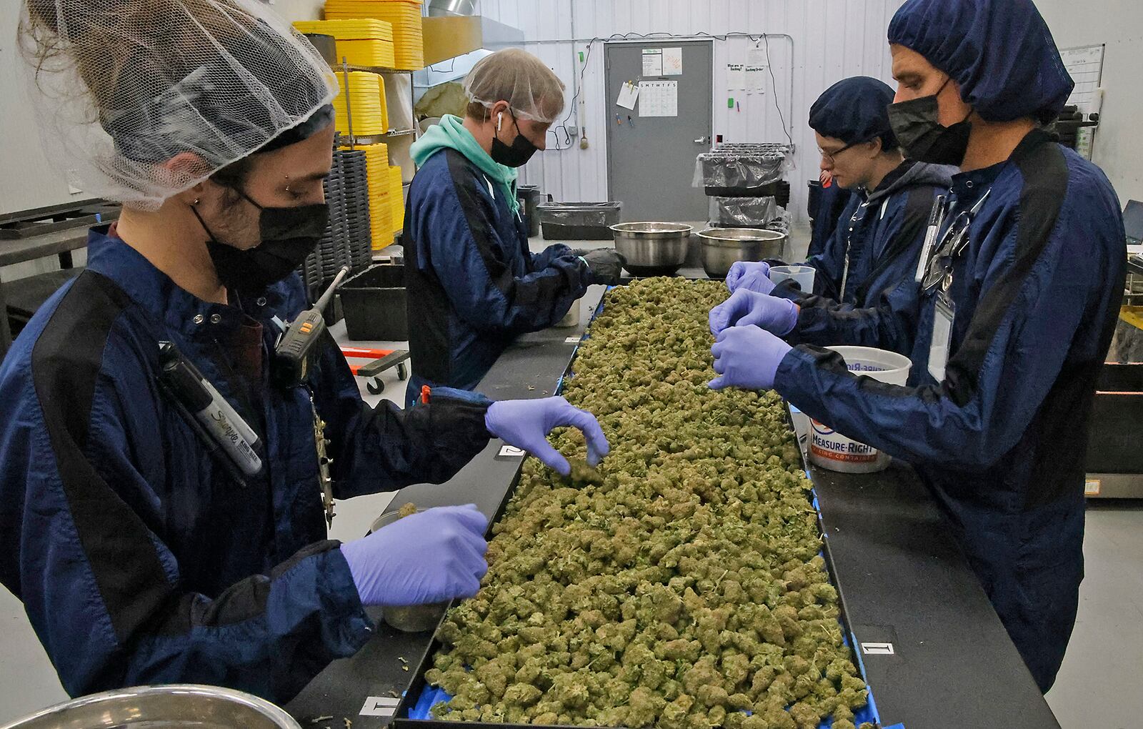 Pure Ohio Wellness employees process the cannabis that's grown in their cultivation facility in Clark County Monday, Dec. 4, 2023. BILL LACKEY/STAFF