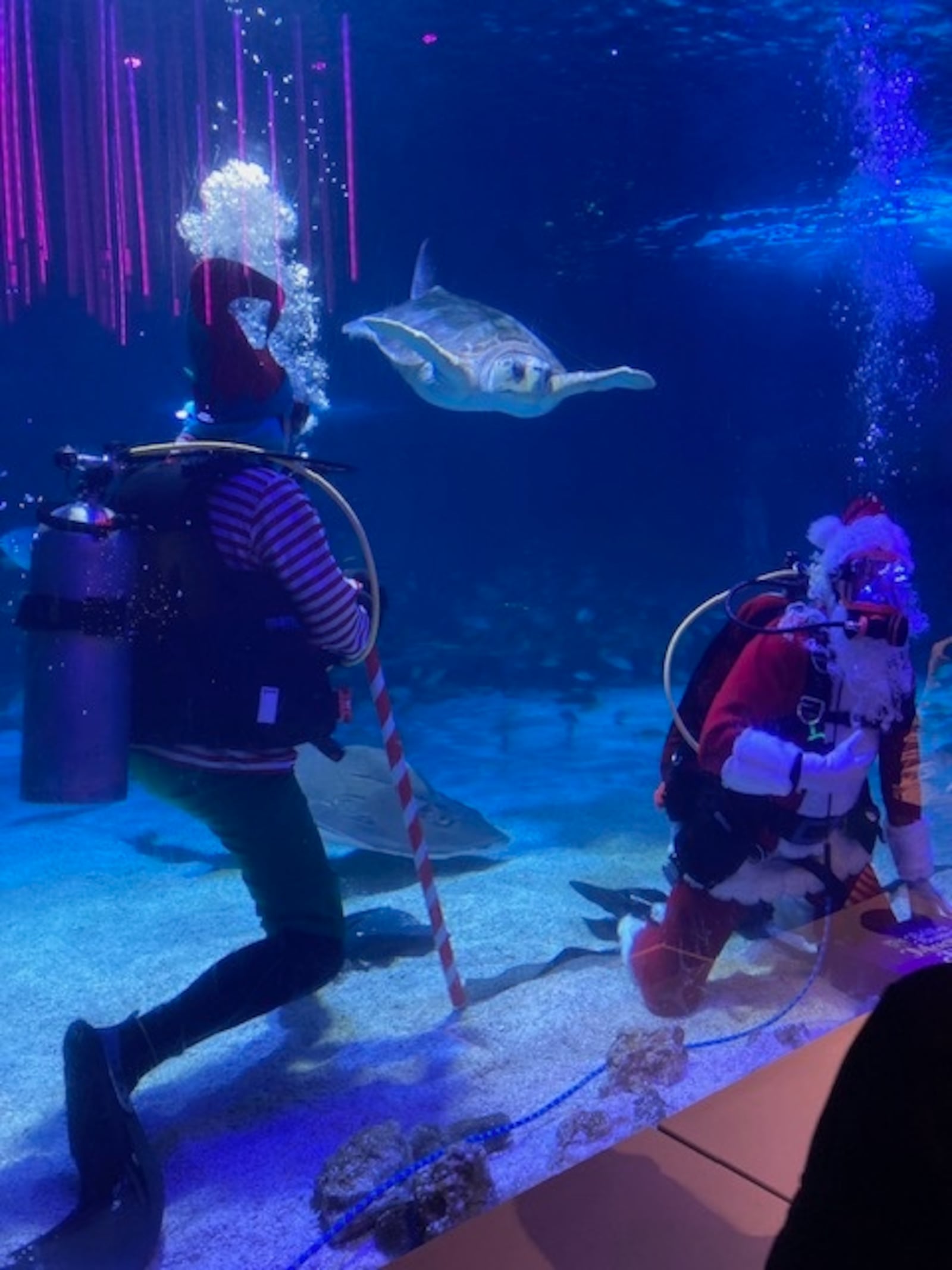 Steve Shumaker keeps an eye on Denver, a loggerhead turtle, while working security for Scuba Santa at the Newport Aquarium. (STAFFORD)