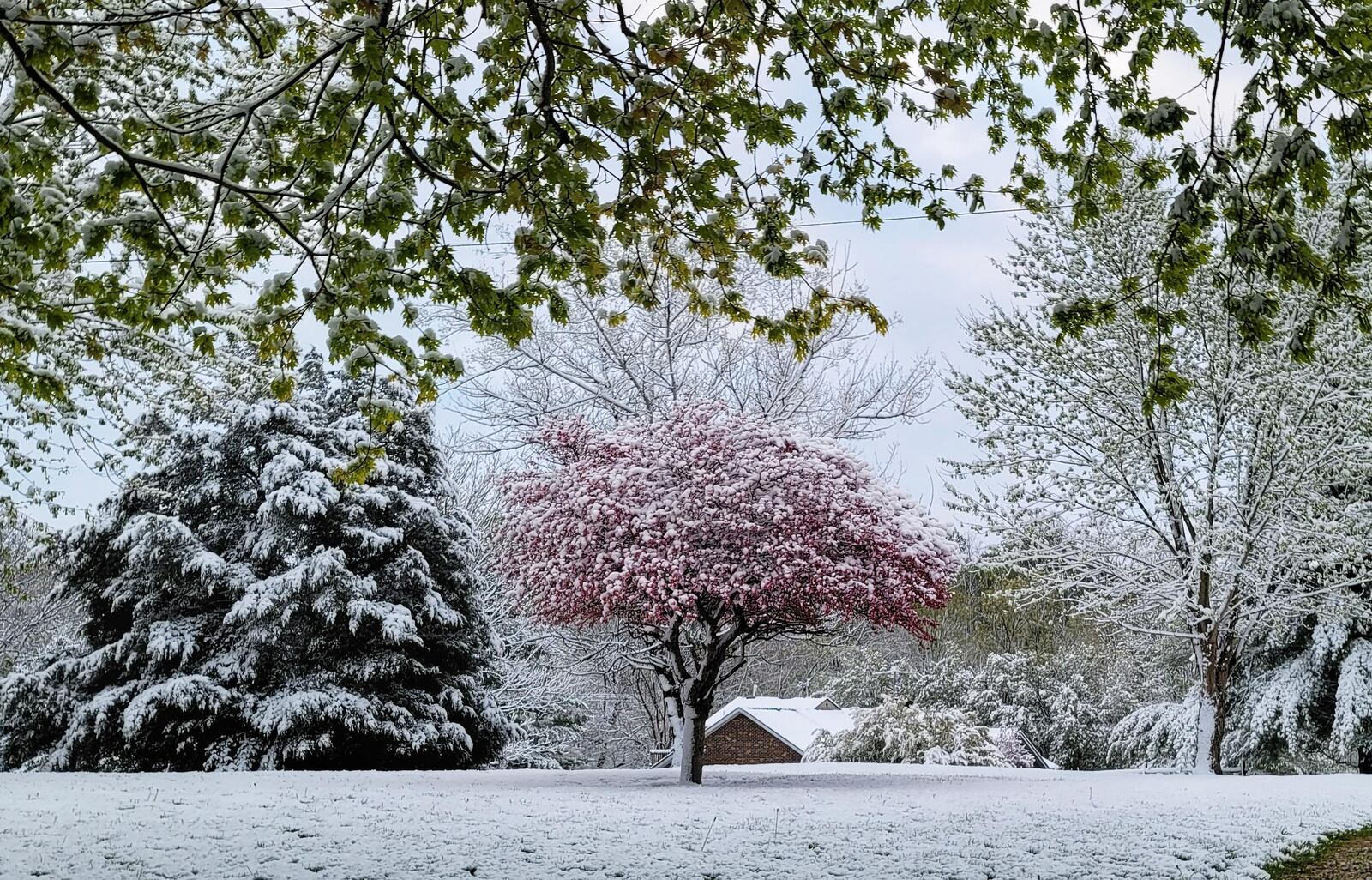 Snow blanketed southwest Ohio Wednesday morning, April 21, 2021, in a different kind of "April shower." Hamilton reported as much as an inch of snow just before 2 p.m. Wednesday and Maustown, a historic neighborhood in Liberty Twp., reported as much as 4 inches just before 7 a.m. Wednesday. NICK GRAHAM/STAFF