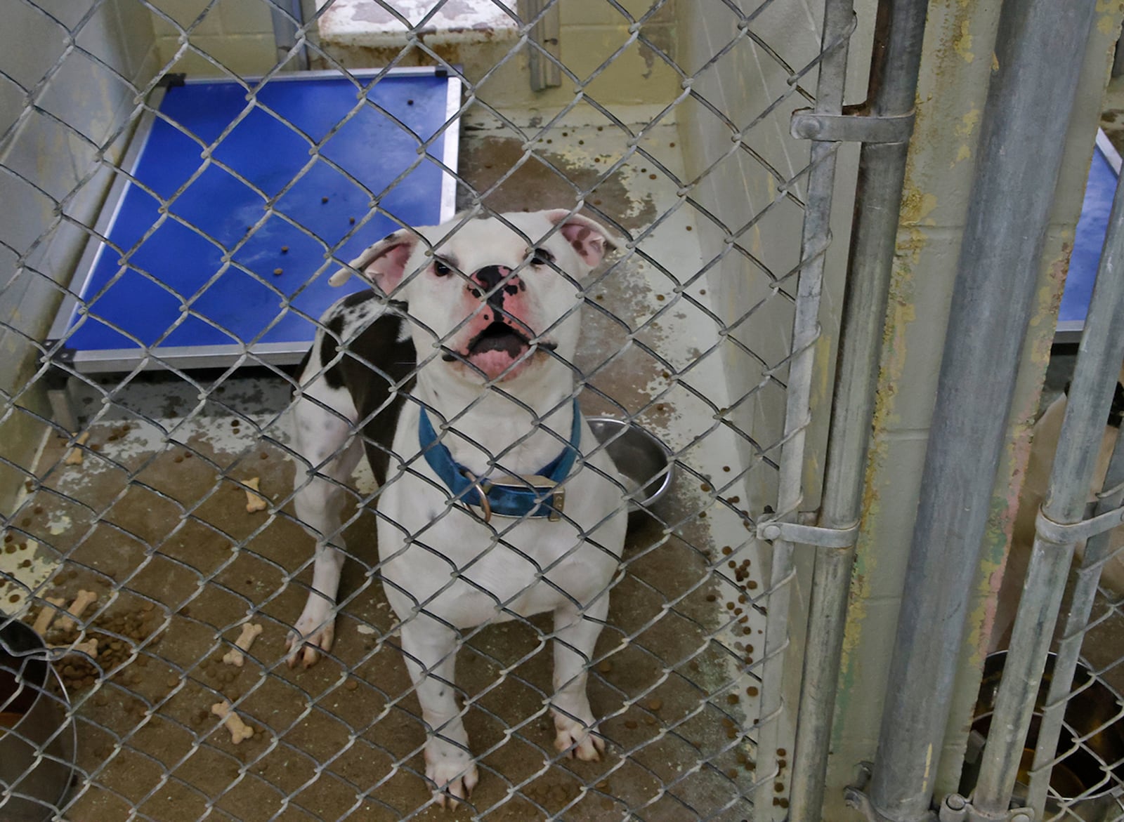 Dogs ready for adoption at the Clark County Dog Shelter Thursday, Jan. 18, 2024. BILL LACKEY/STAFF