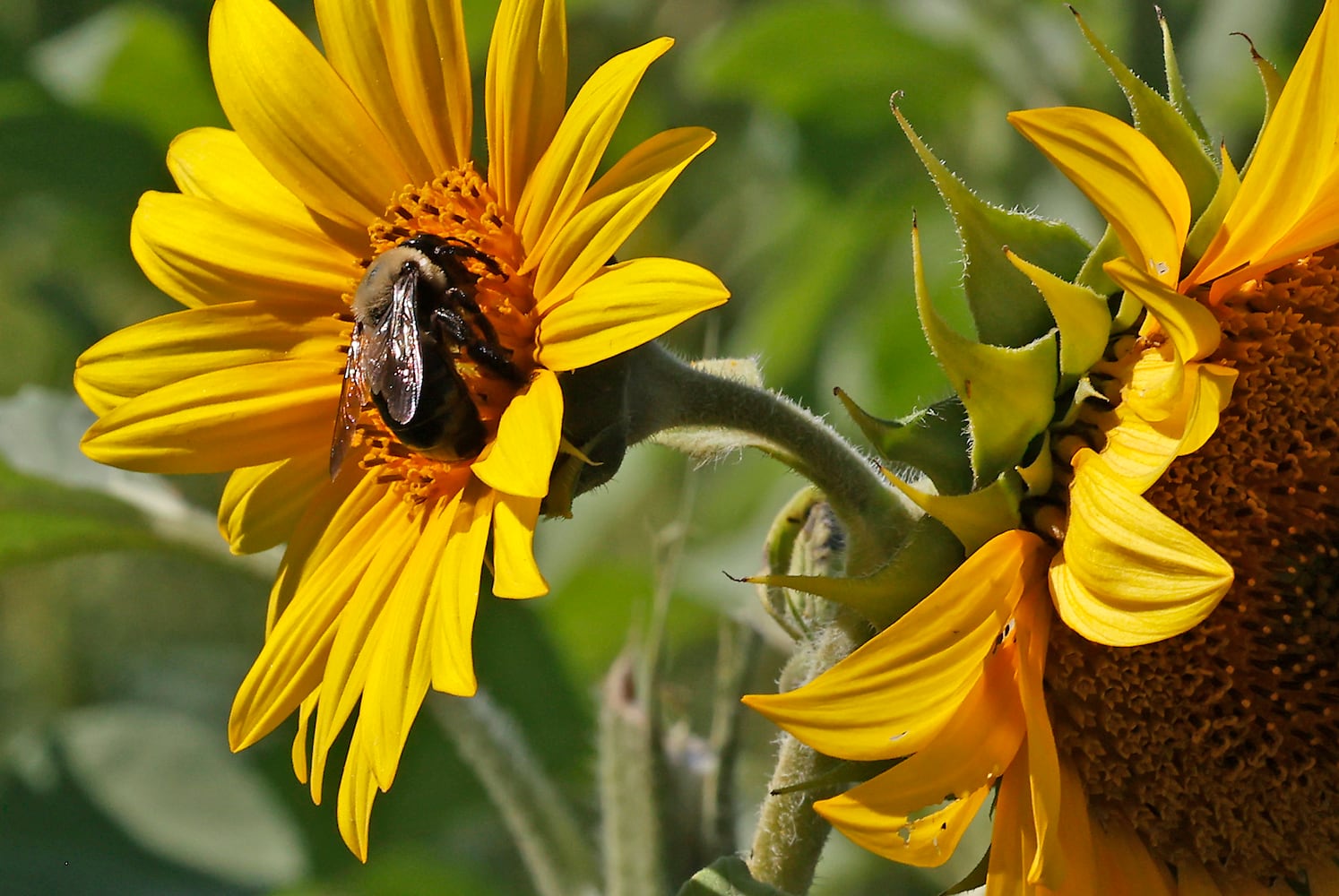 Sunflowers Field SNS