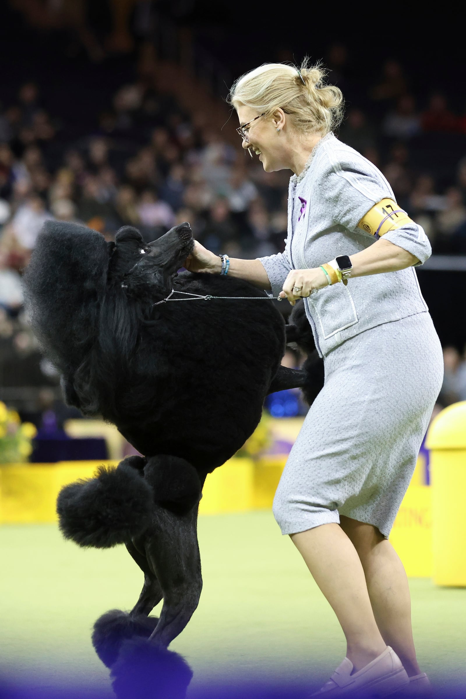 Cruz, a Poodle, jumps up during judging in the Non-Sporting group during the 149th Westminster Kennel Club Dog show, Monday, Feb. 10, 2025, in New York. (AP Photo/Heather Khalifa)