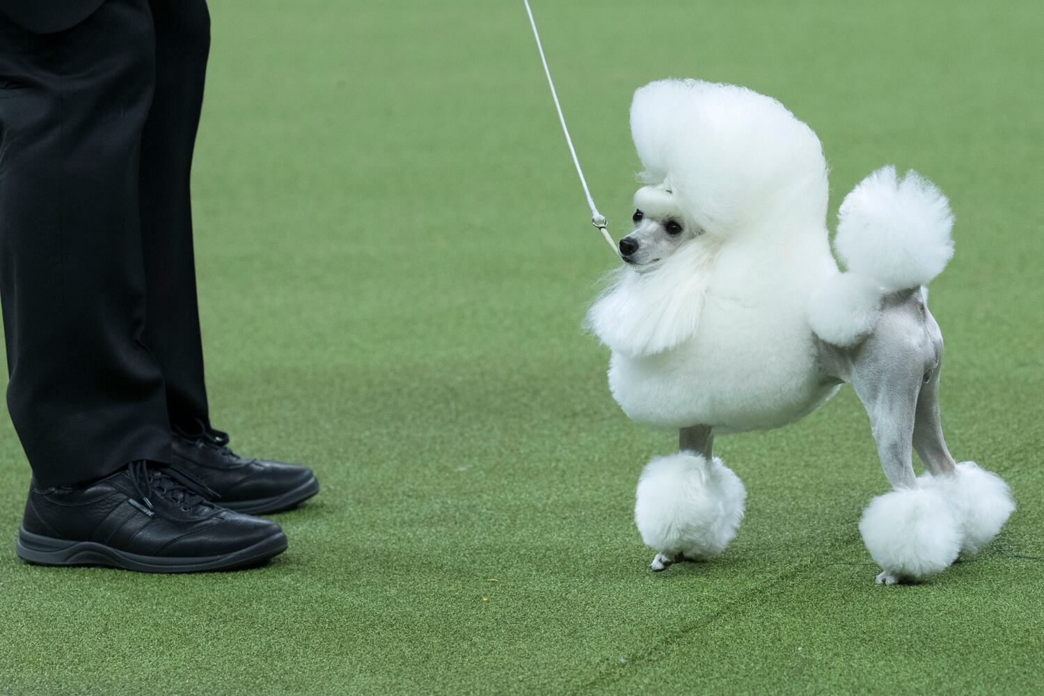 Photos: Westminster Dog Show 2018: Bichon frisé Flynn crowned best in show