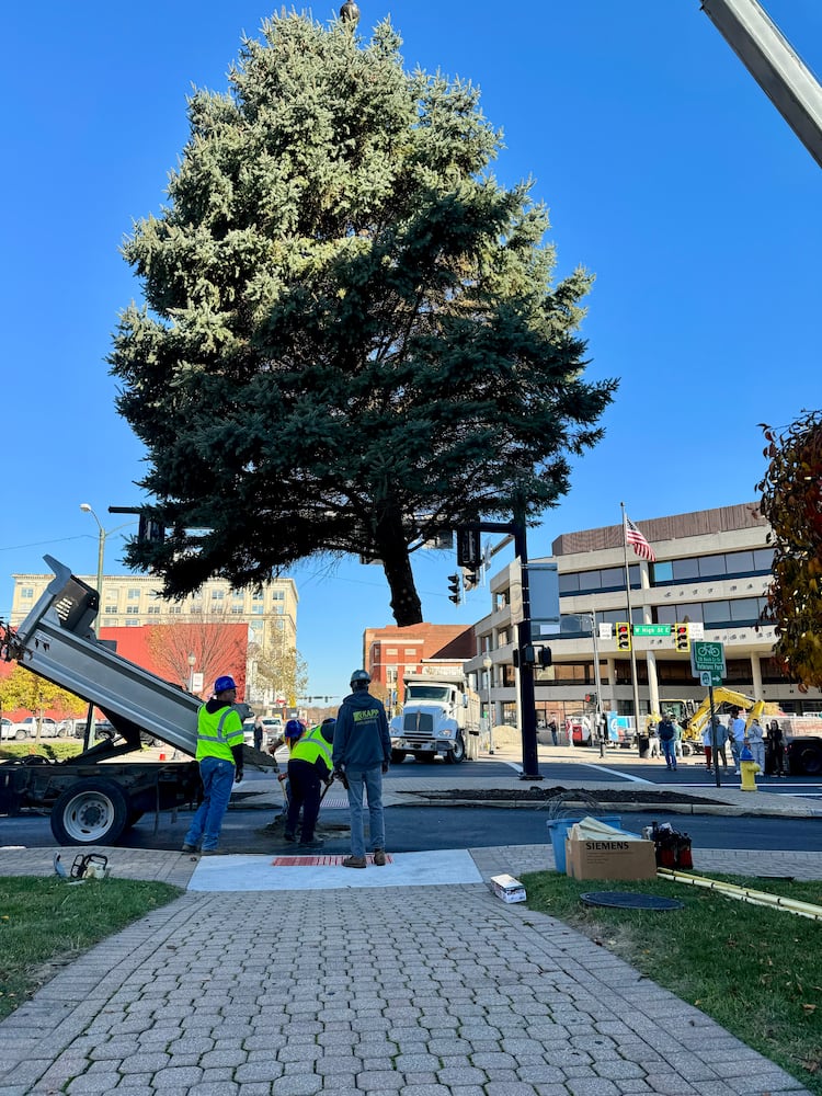 Holiday in the City Tree Arrival