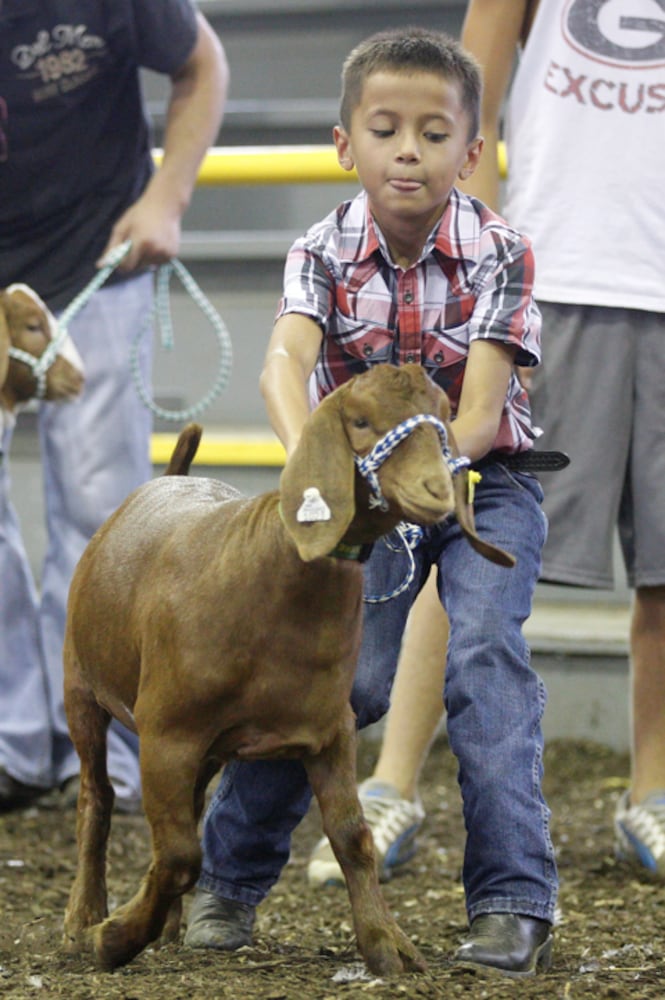 Pee Wee Goat Showmanship - Clark County Fair