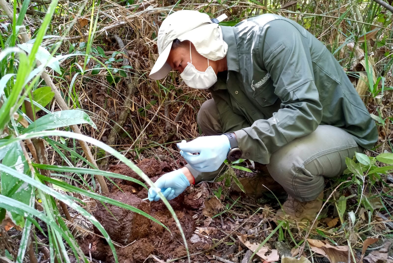 In this photo released by the Flora & Fauna conservation group, a researcher from the group collects samples from elephant dung at Prey Lang Wildlife Sanctuary in Preah Vihear province, Cambodia, in 2020. (The Flora & Fauna conservation group via AP)