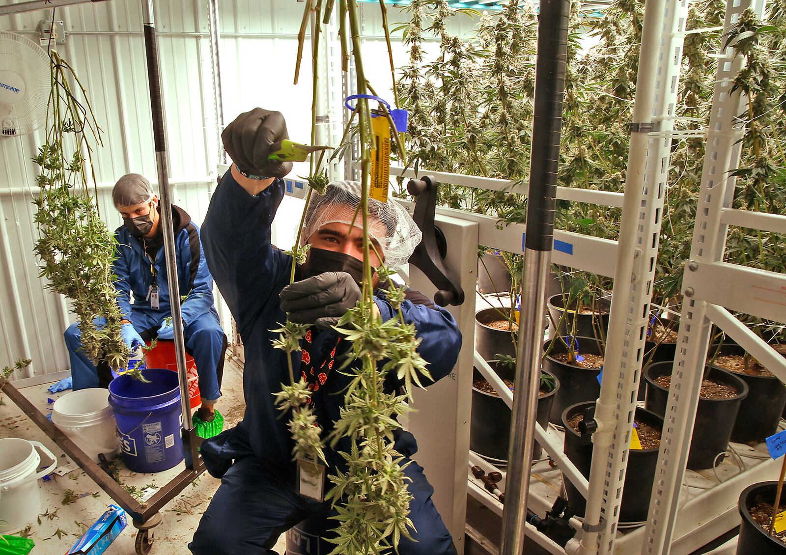 Pure Ohio Wellness employees harvest a small amount of the cannabis that's grown in their cultivation facility in Clark County. Monday, Dec. 4, 2023. BILL LACKEY/STAFF