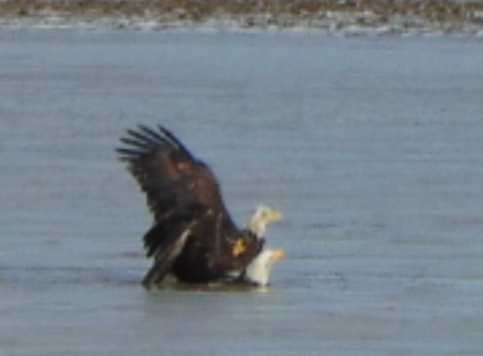 Two bald eagles were found stuck and in distress in an icy field in German Twp. Clark County Friday, Feb 18, 2022 but were able to free themselves. CREDIT GERMAN TOWNSHIP POLICE