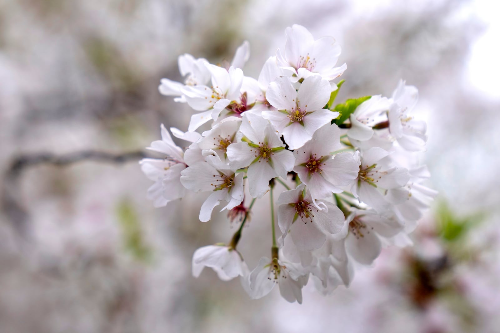 FILE - Blossoms are seen on a cherry tree at the Tidal Basin, March 30, 2024, in Washington. (AP Photo/Mark Schiefelbein, File)