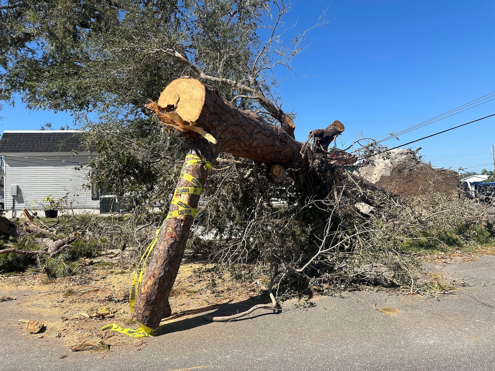 A large fallen tree pins down power lines in Ellenton, Fla., on Monday, Oct. 14, 2024. (AP Photo/Russ Bynum)