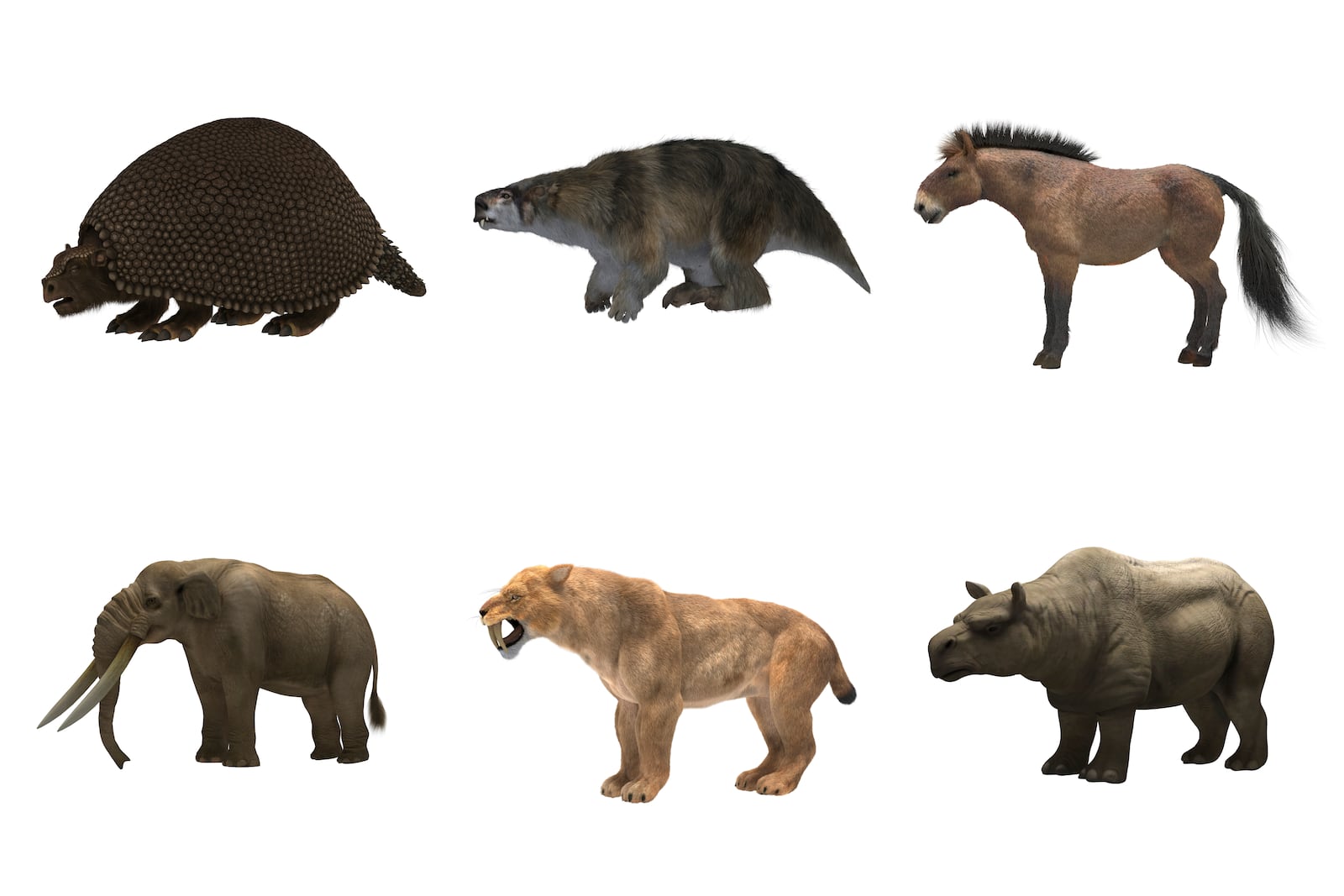 This combination of illustrations provided by researchers in 2024 shows large animals which once roamed prehistoric North and South America. Top row from left, a glyptodon, a lestodon, and a horse. Bottom row from left, a mastodon, a saber-toothed cat and a toxodon. (Mauro Muyano via AP)