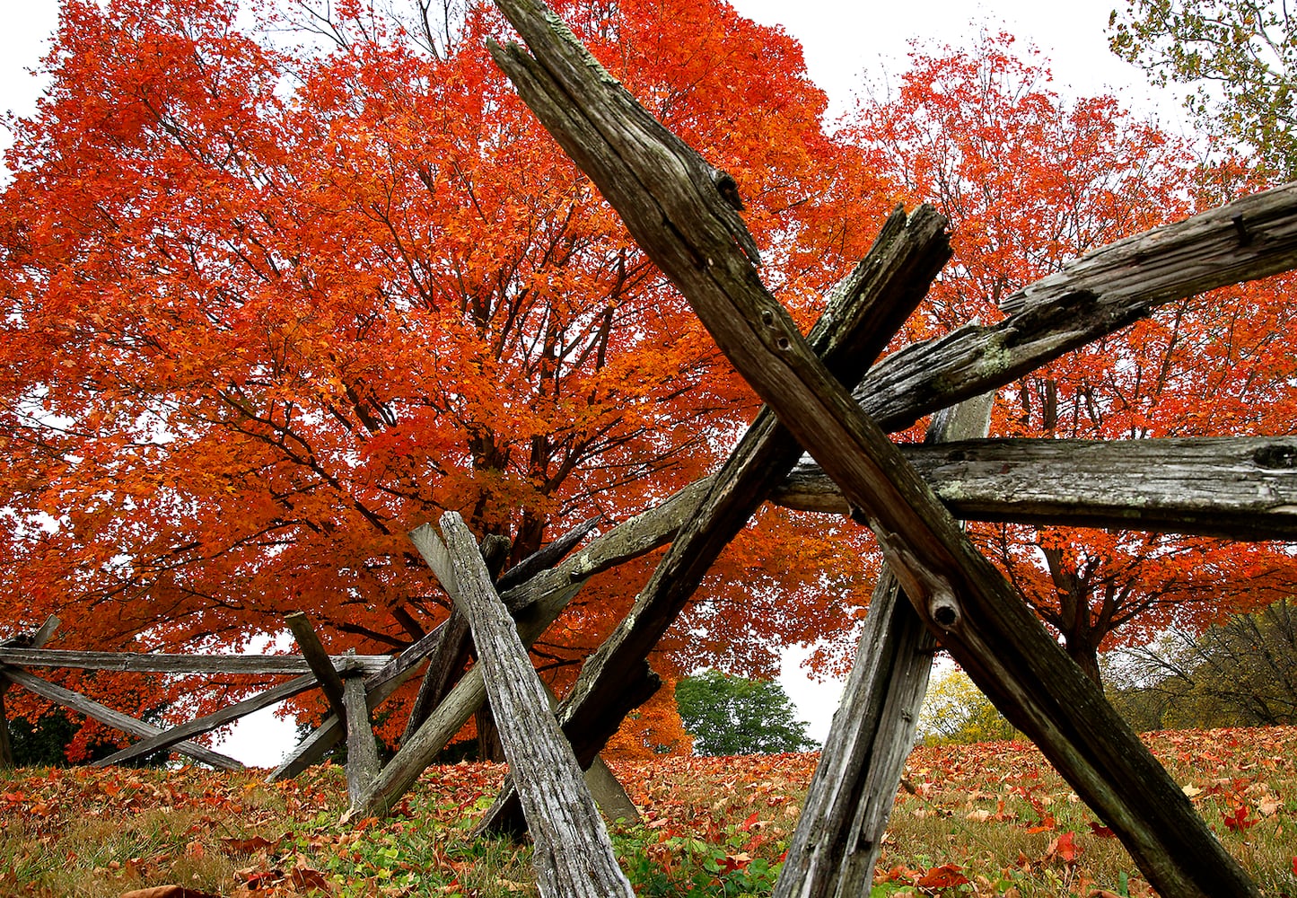 Fall Colors SNS