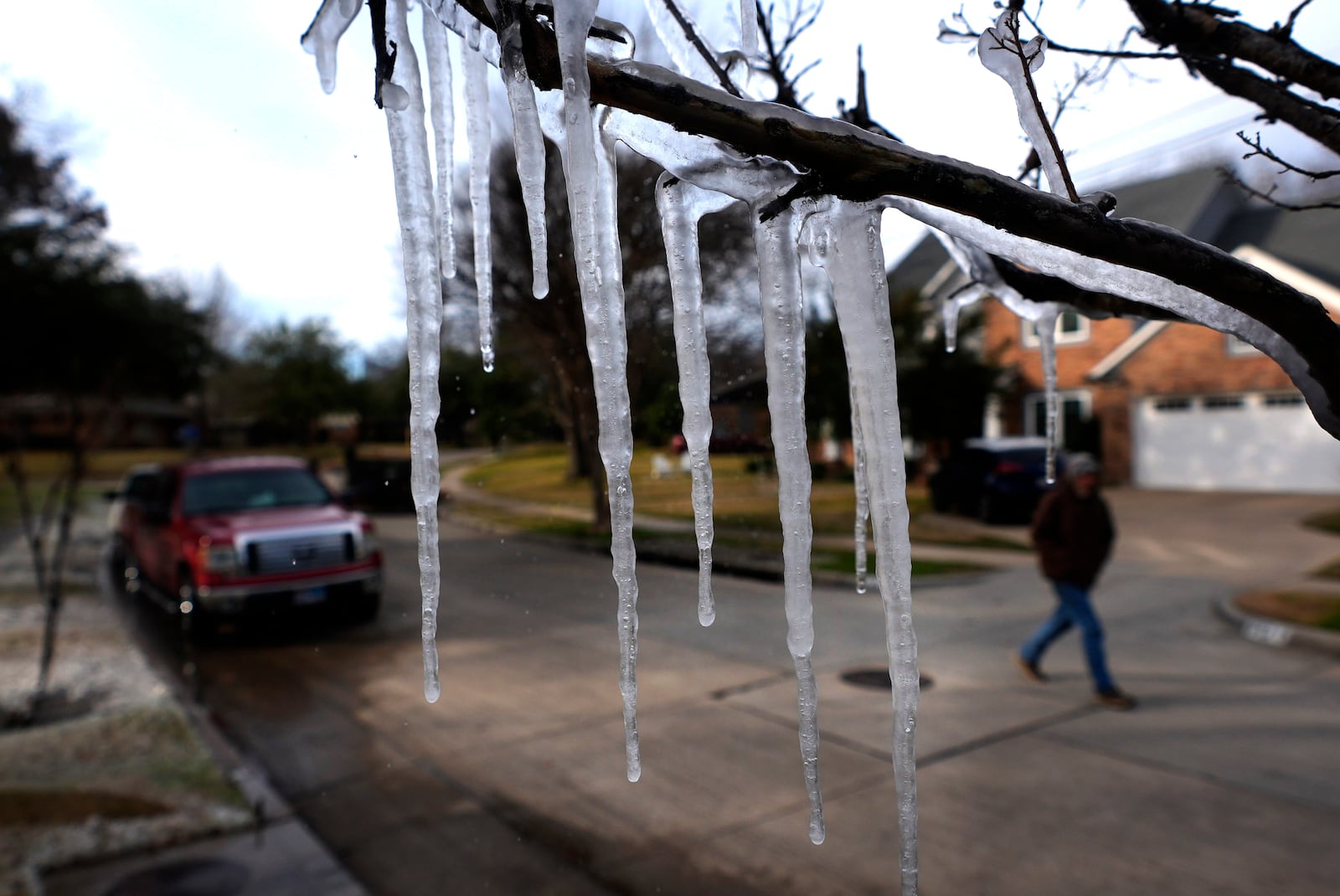 Cold temperatures and a lawn sprinkler create icicle on a tree ahead of a winter storm expected to hit the North Texas region later tomorrow Wednesday, Jan. 8, 2025, in Richardson, Texas. (AP Photo/LM Otero)