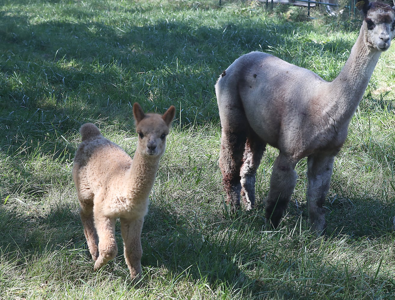 092521 Alpaca Farm Day SNS